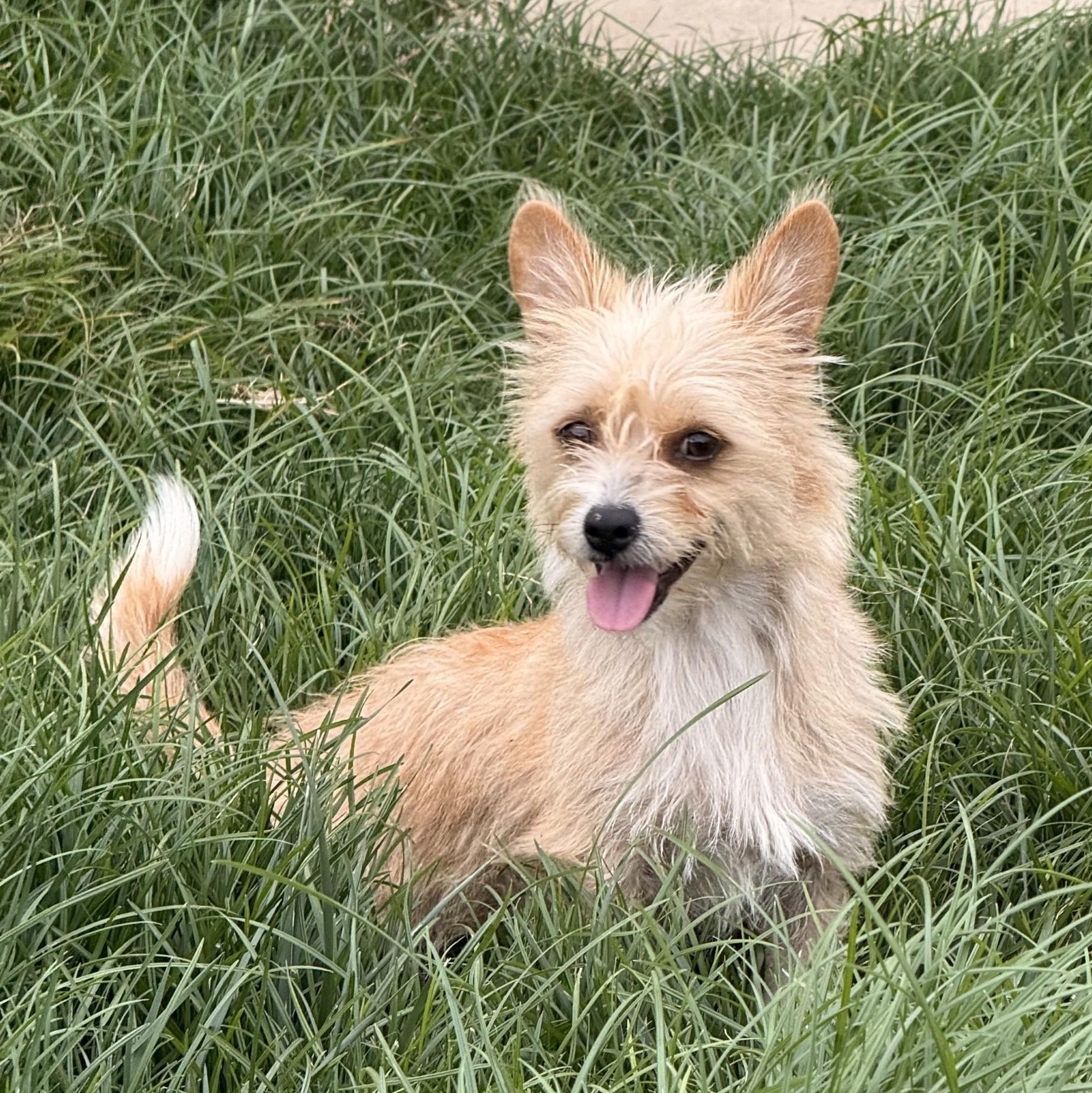 Naana, adoptable, Adult Female Chorkie.