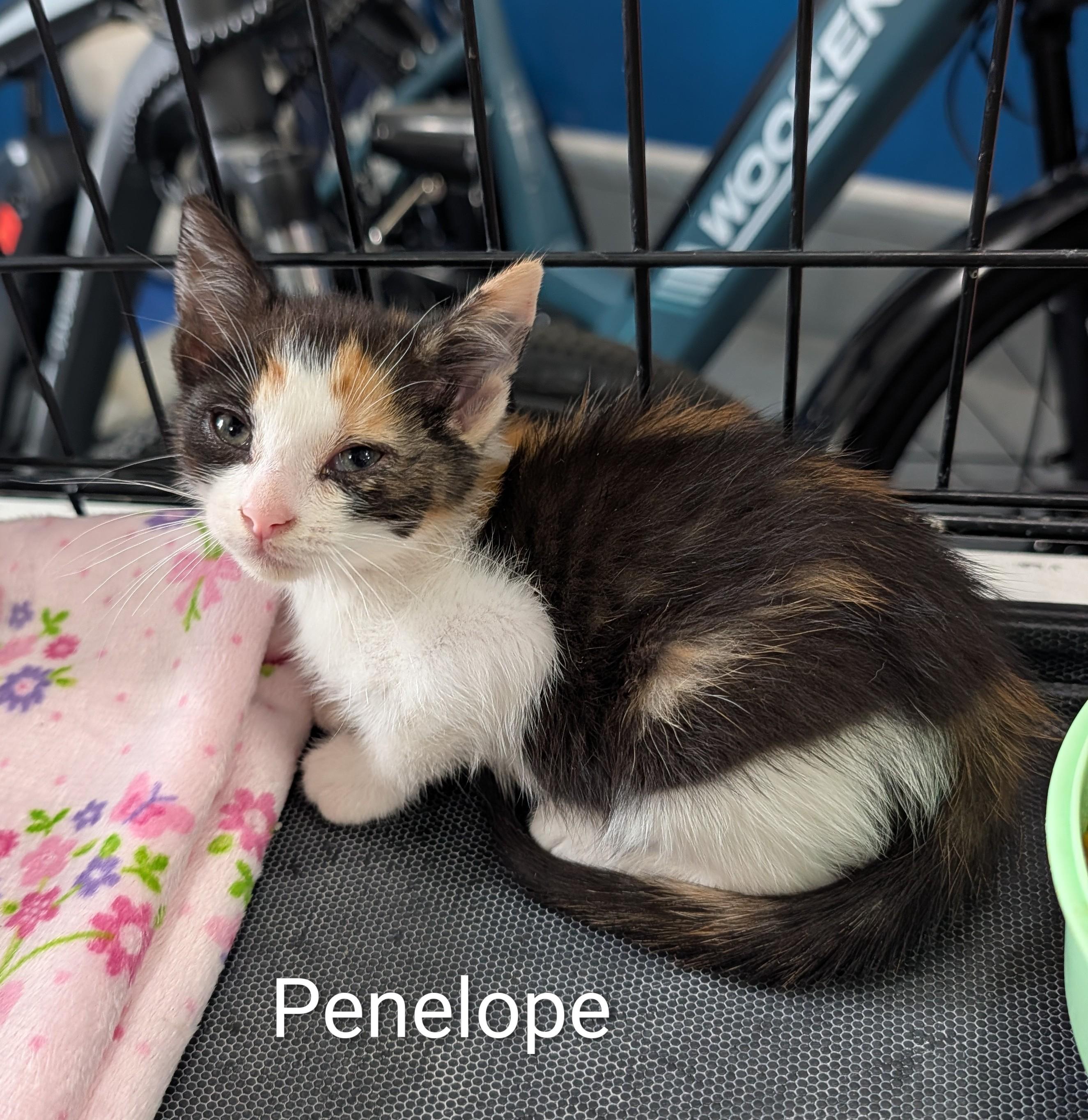 Enlarge Penelope, an adoptable Domestic Short Hair in Waterloo, IA image 2/2