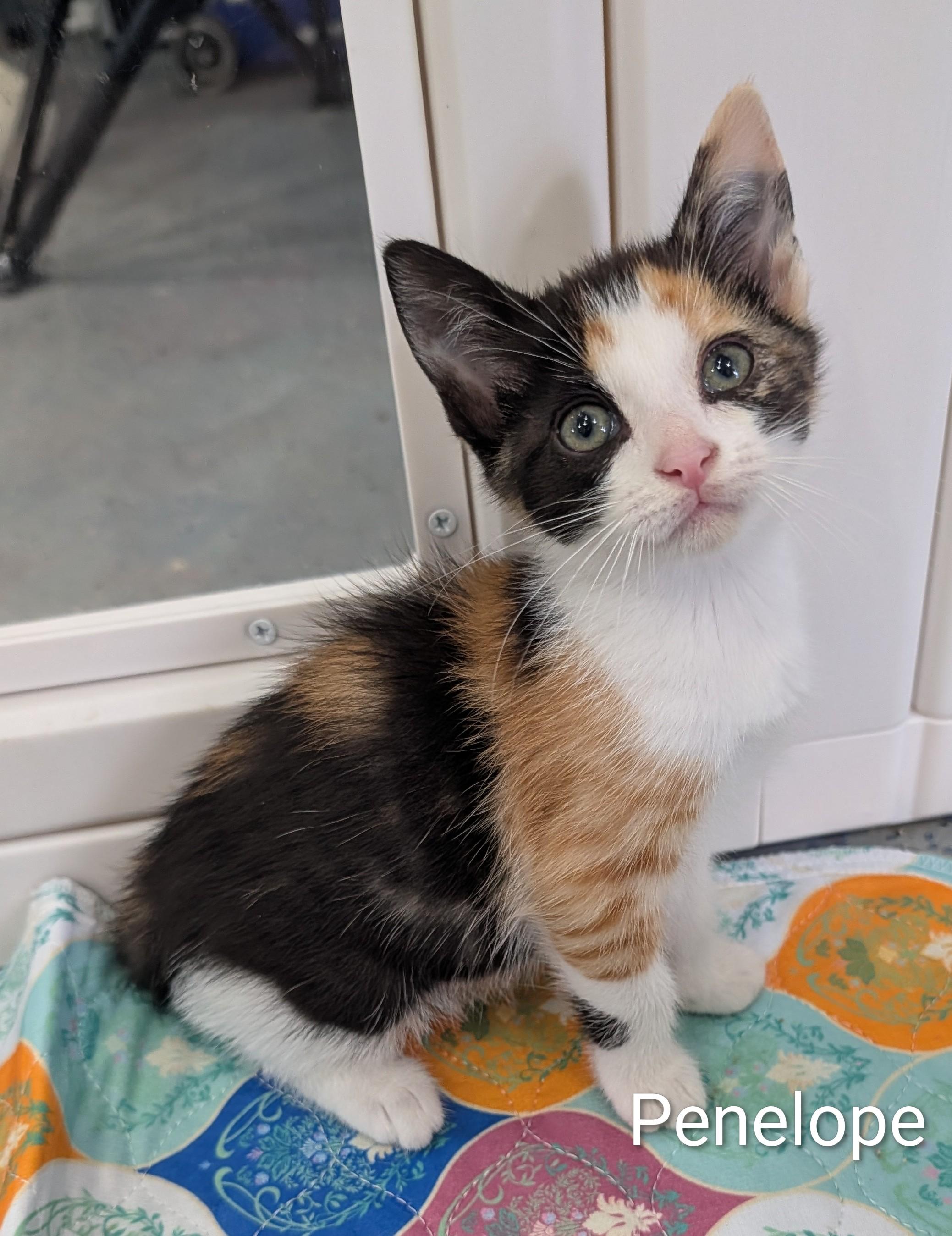 Enlarge Penelope, an adoptable Domestic Short Hair in Waterloo, IA image 1/2