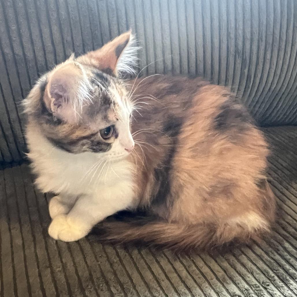 Louella, Adoptable, Young Female Domestic Medium Hair.