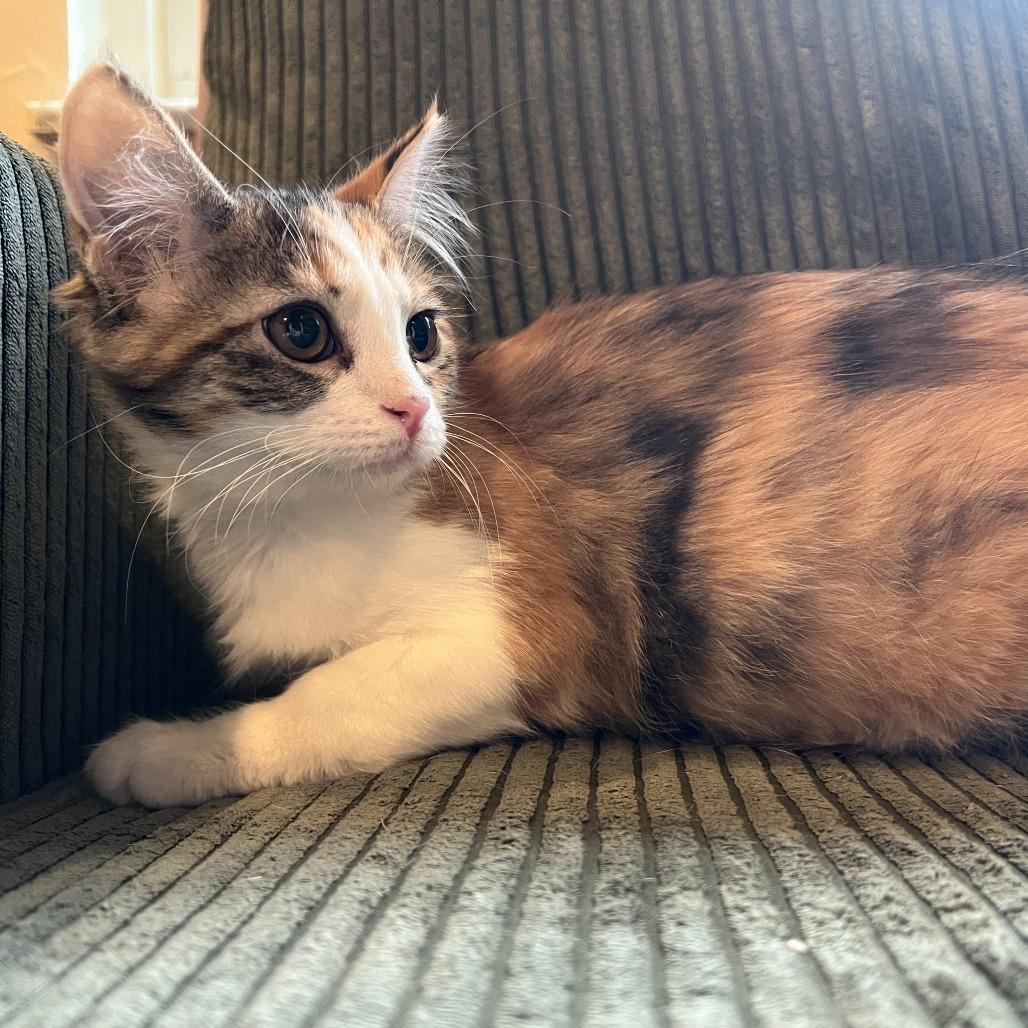 Louella, Adoptable, Young Female Domestic Medium Hair.