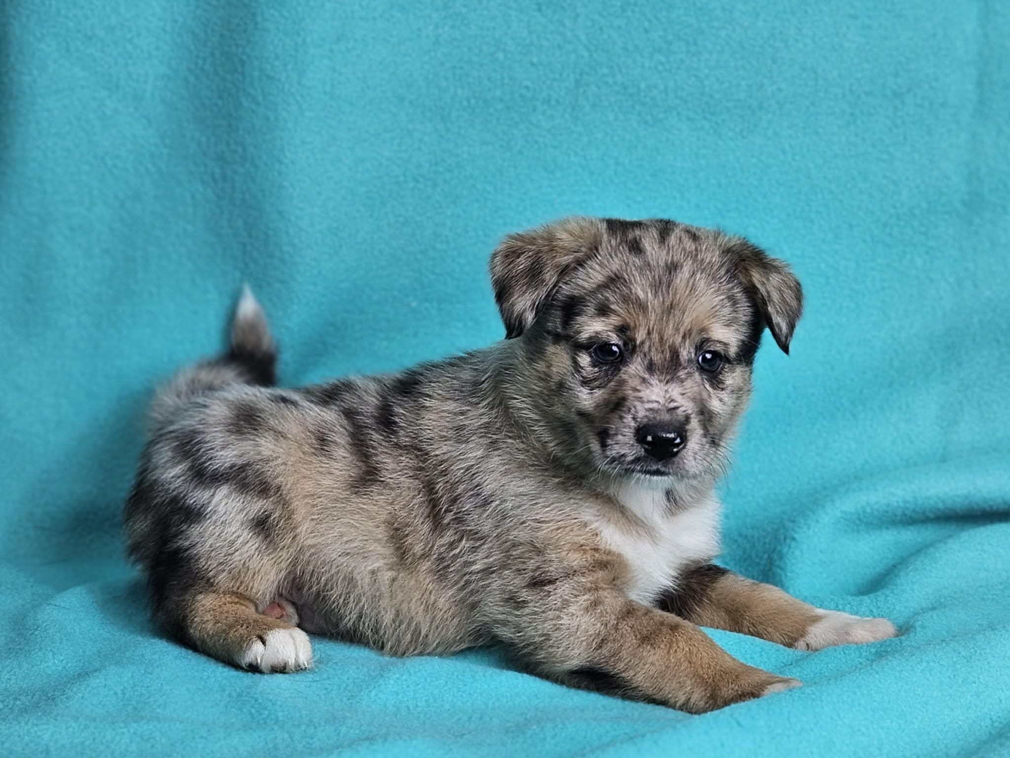 Chesney, adopted, Puppy Male Anatolian Shepherd.