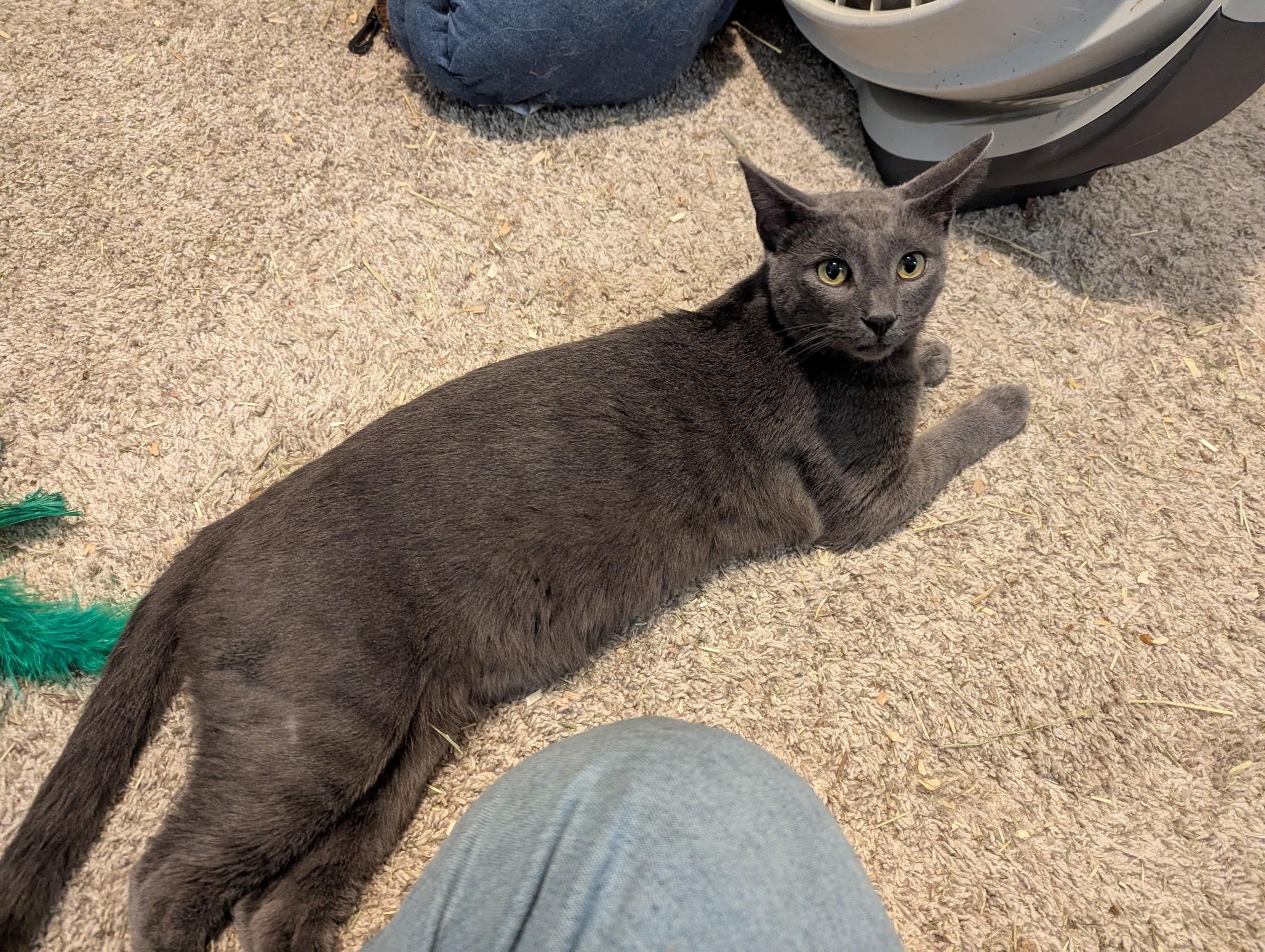 Little Blue, ADOPTABLE, Young Male Domestic Short Hair.