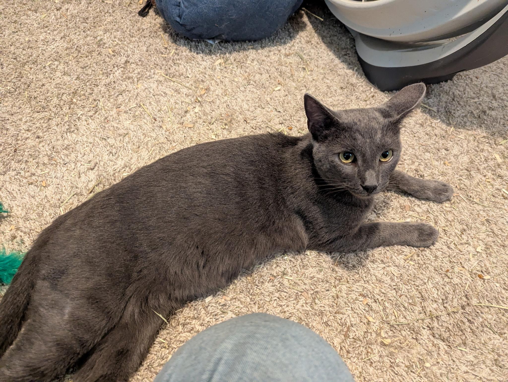 Enlarge Little Blue, a ADOPTABLE Domestic Short Hair in Saint paul, MN image 2/2
