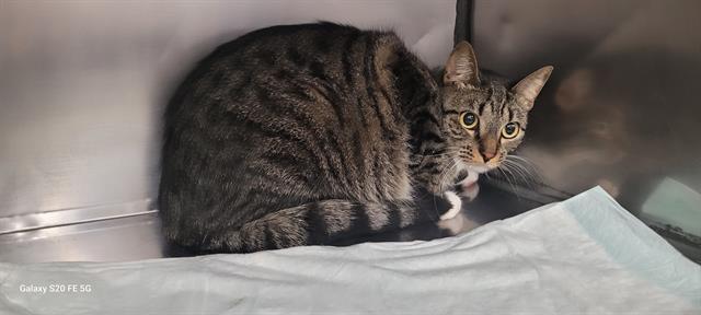 NOVA, Adoptable, Young Female Domestic Short Hair.