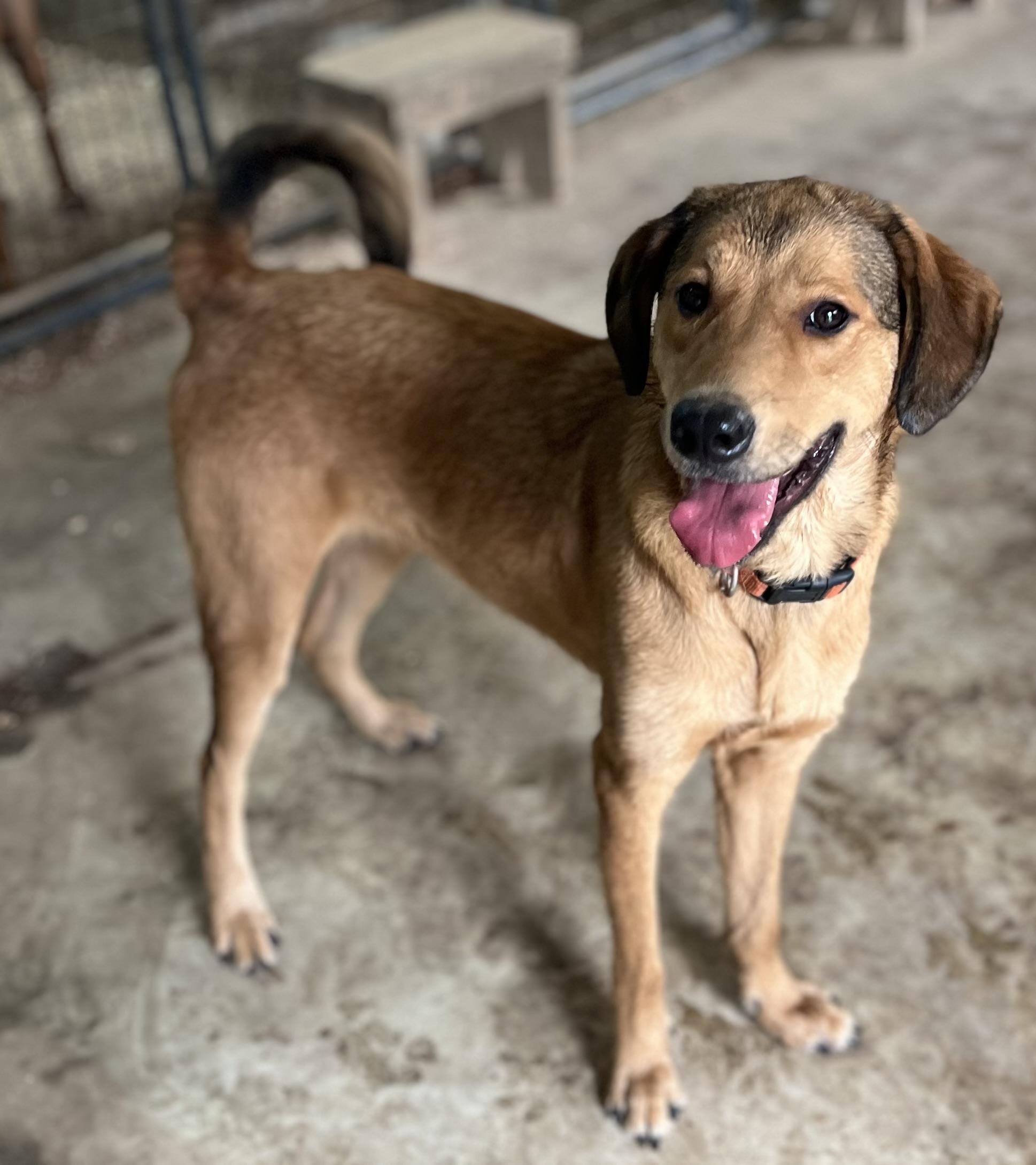 Tommy, Adoptable, Young Male Mixed Breed.