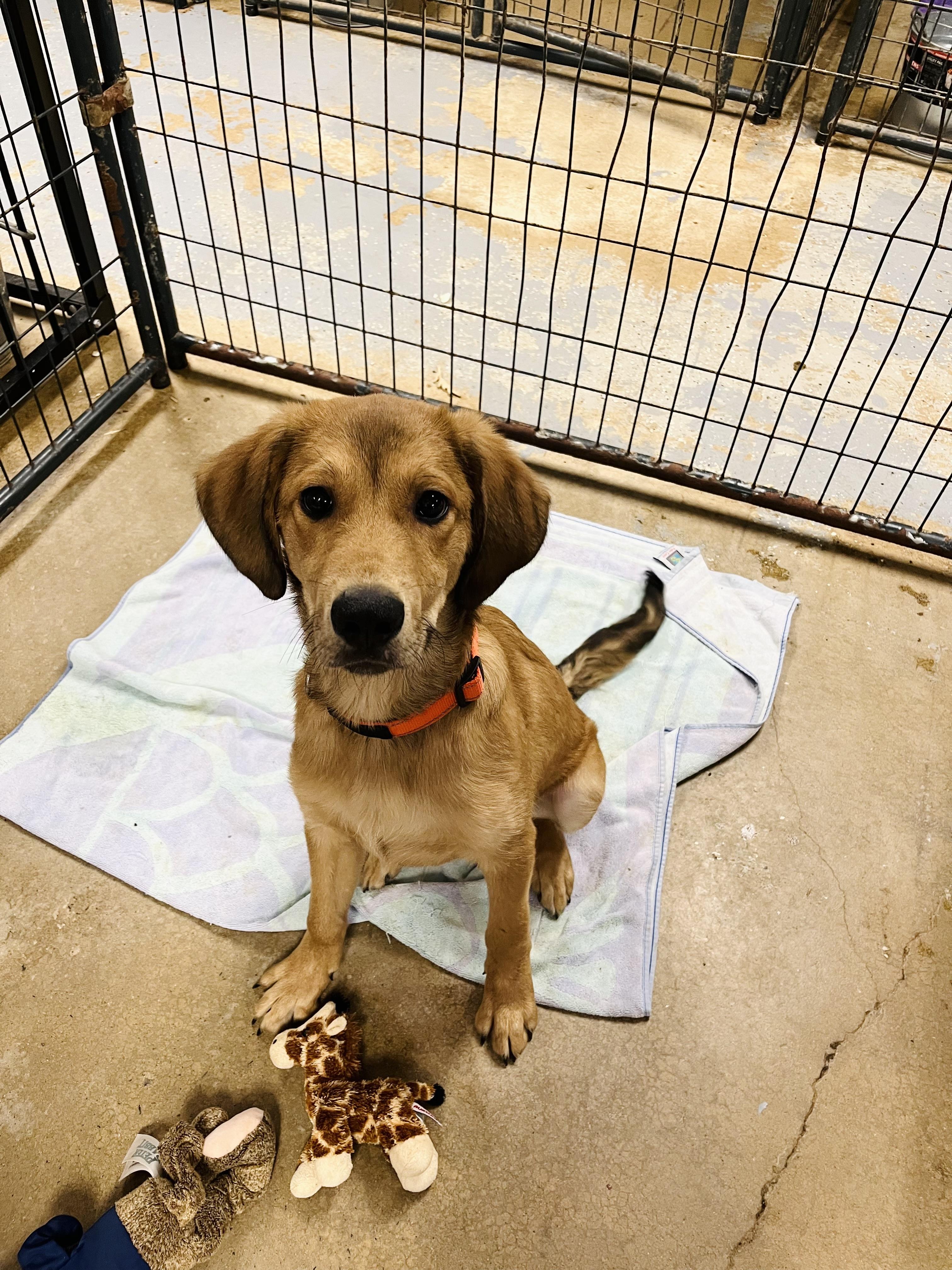 Tommy, Adoptable, Puppy Male Mixed Breed.