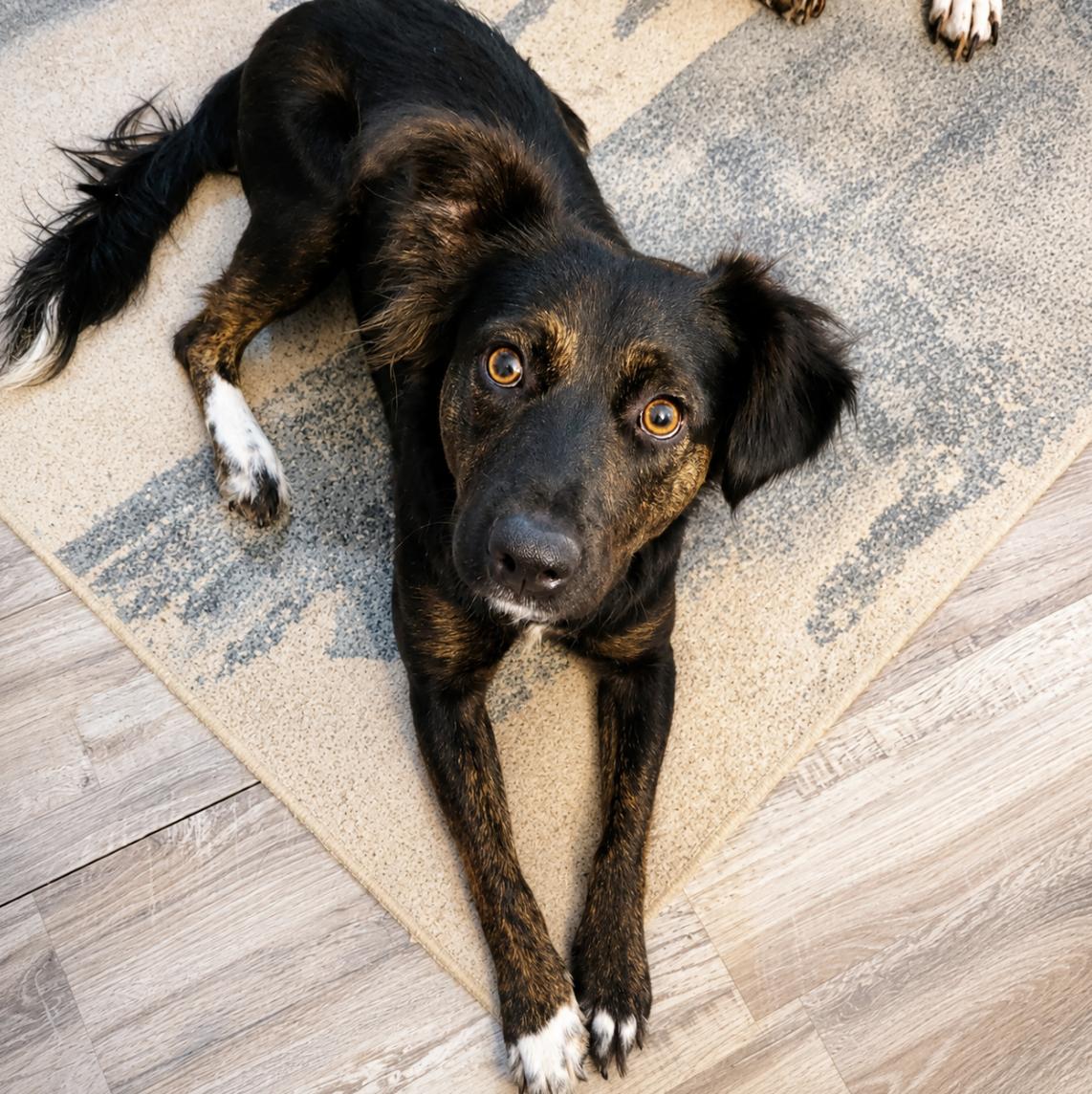 Boots, an adopted mixed breed in Brentwood, TN image 3/5