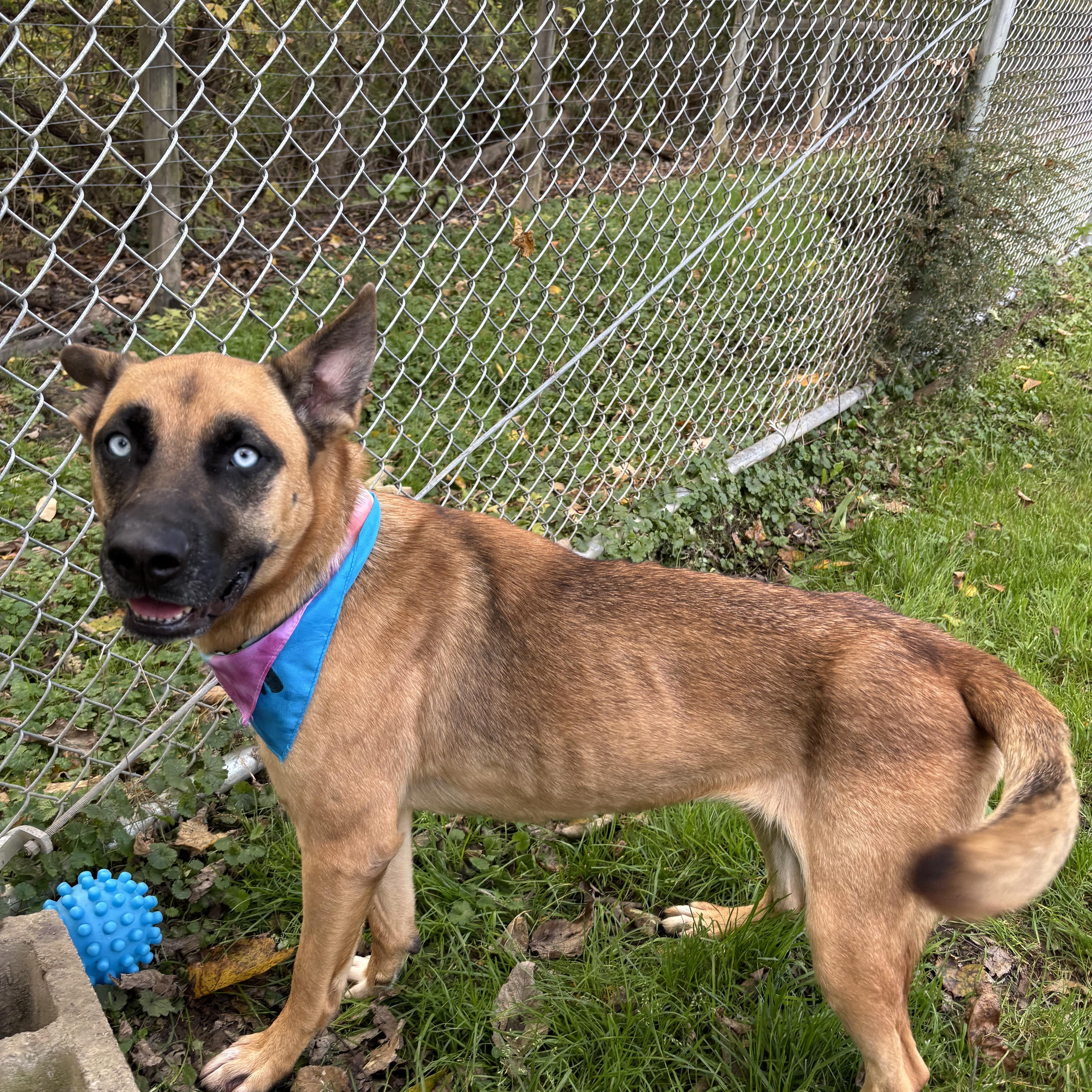 Enlarge Orchid, an adopted mixed breed in Circleville, OH image 5/5