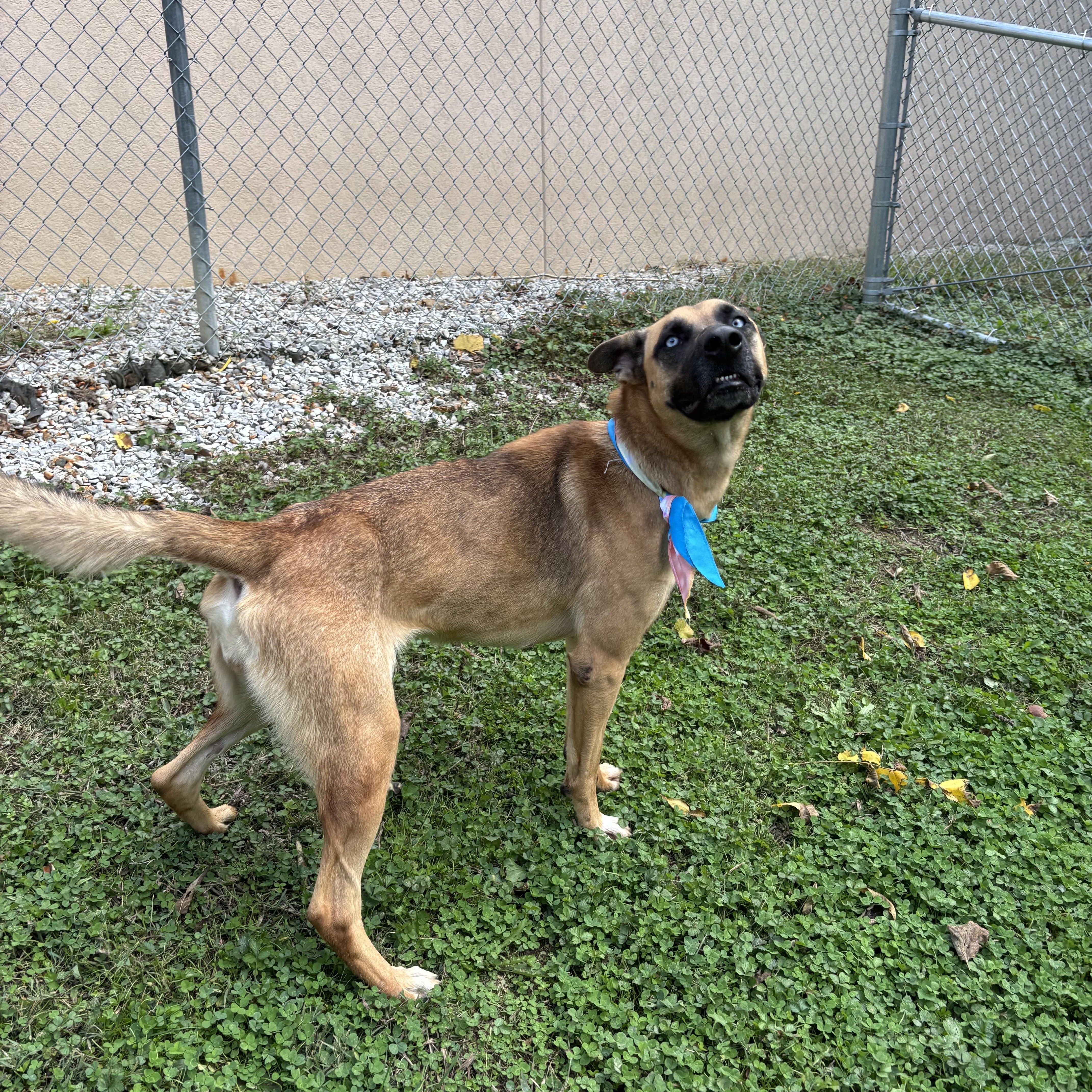 Enlarge Orchid, an adopted mixed breed in Circleville, OH image 4/5