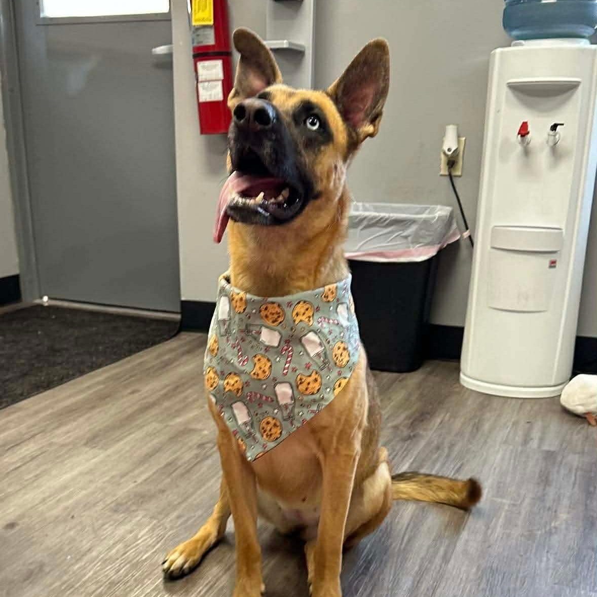 Enlarge Orchid, an adopted mixed breed in Circleville, OH image 1/5