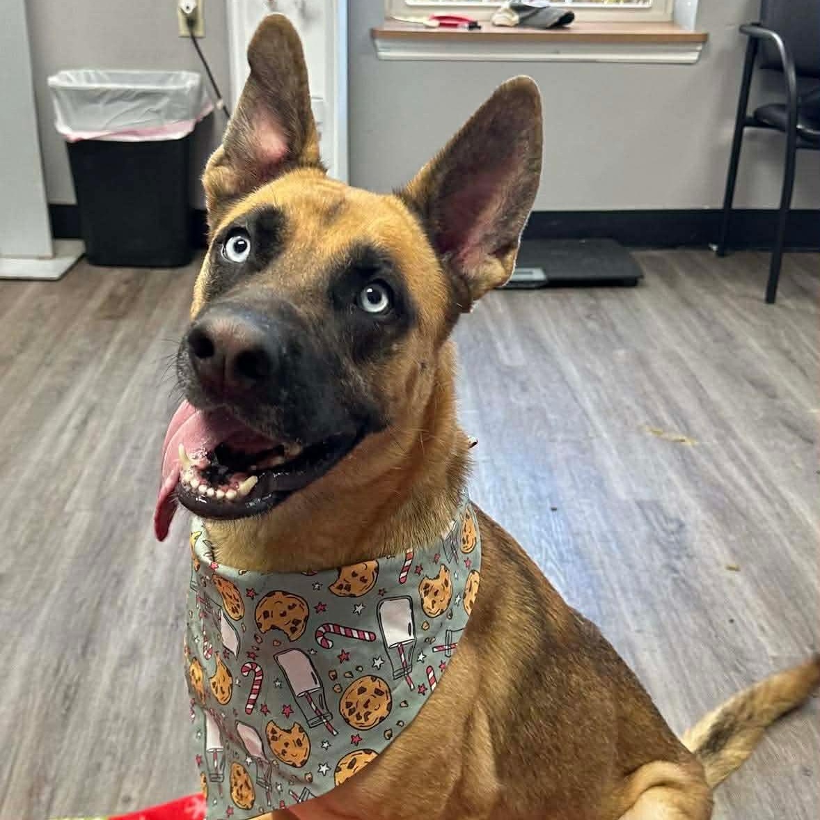 Enlarge Orchid, an adopted mixed breed in Circleville, OH image 2/5