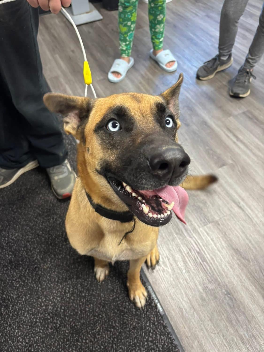 Enlarge Orchid, an adopted mixed breed in Circleville, OH image 3/5