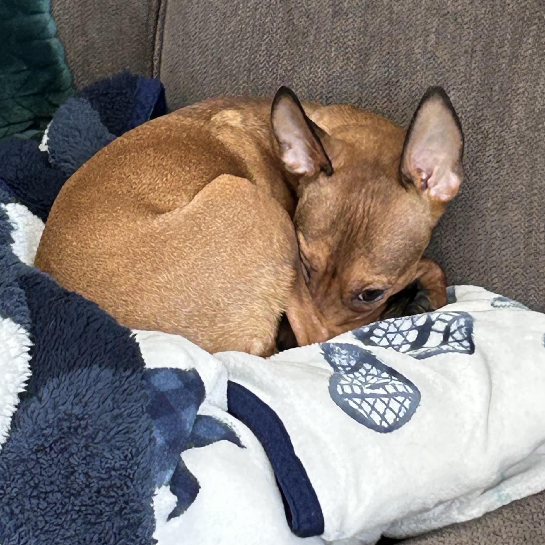 Enlarge Pancake, a ADOPTABLE Rat Terrier in Port Perry, ON image 5/6