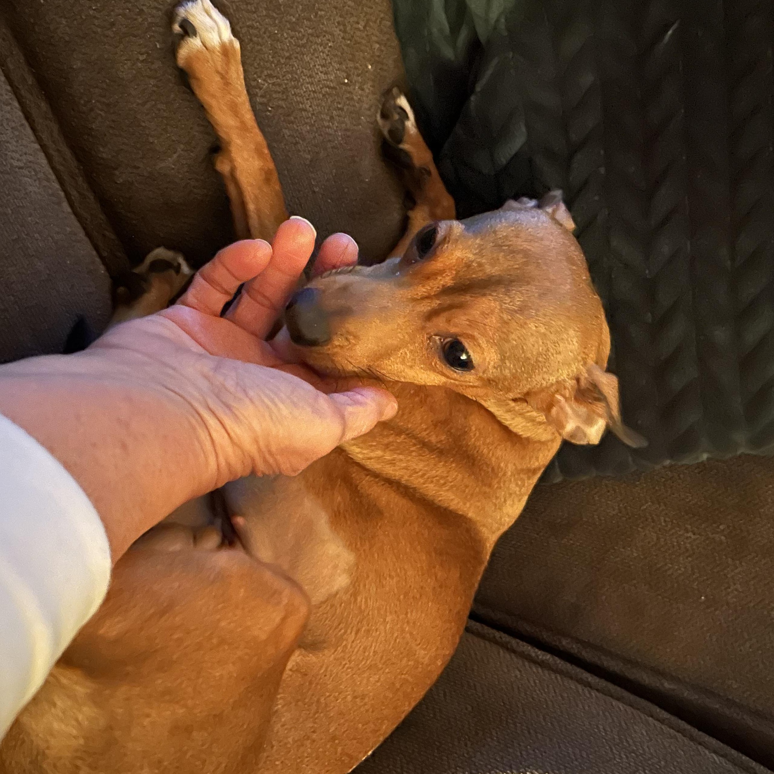 Enlarge Pancake, a ADOPTABLE Rat Terrier in Port Perry, ON image 6/6