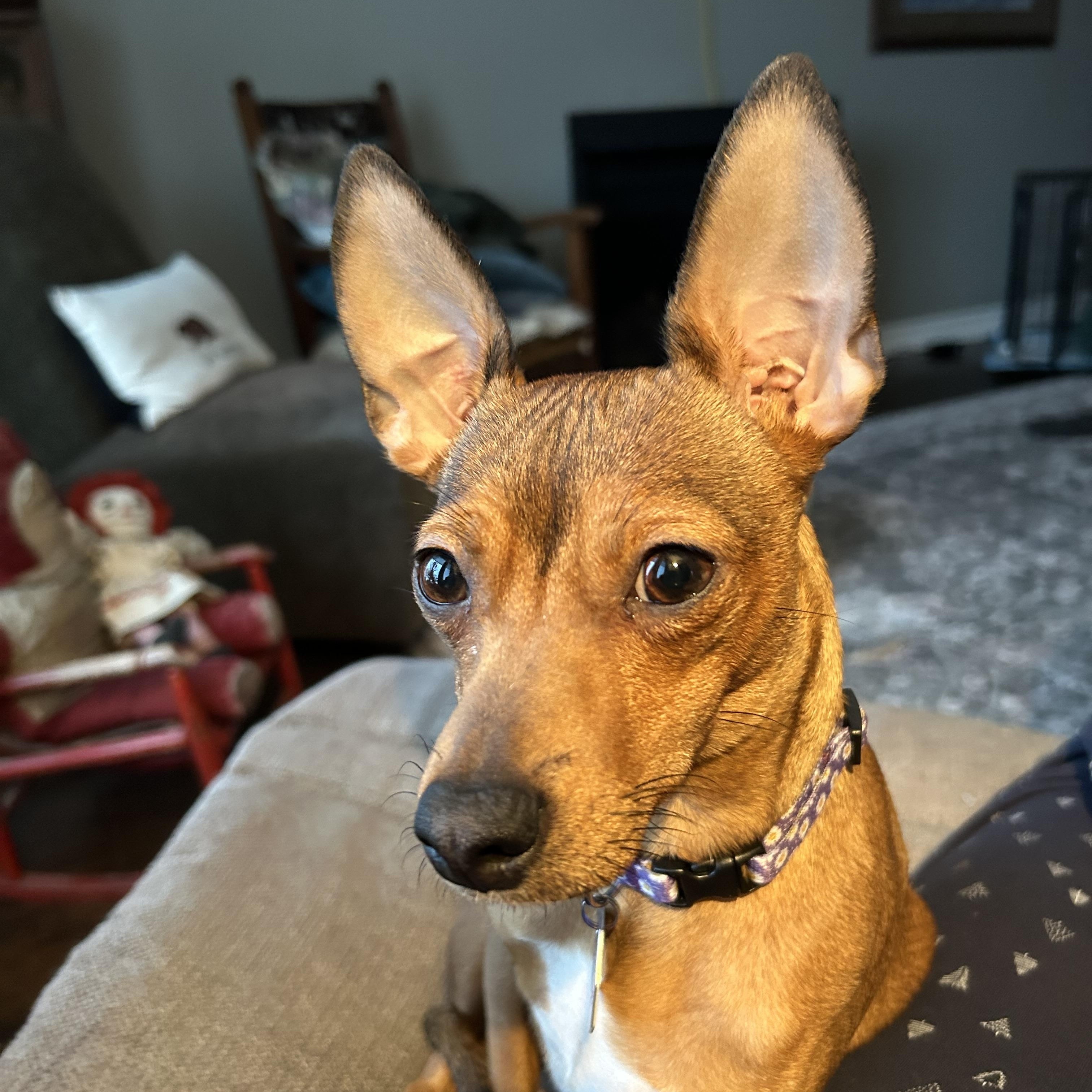 Enlarge Pancake, a ADOPTABLE Rat Terrier in Port Perry, ON image 3/6
