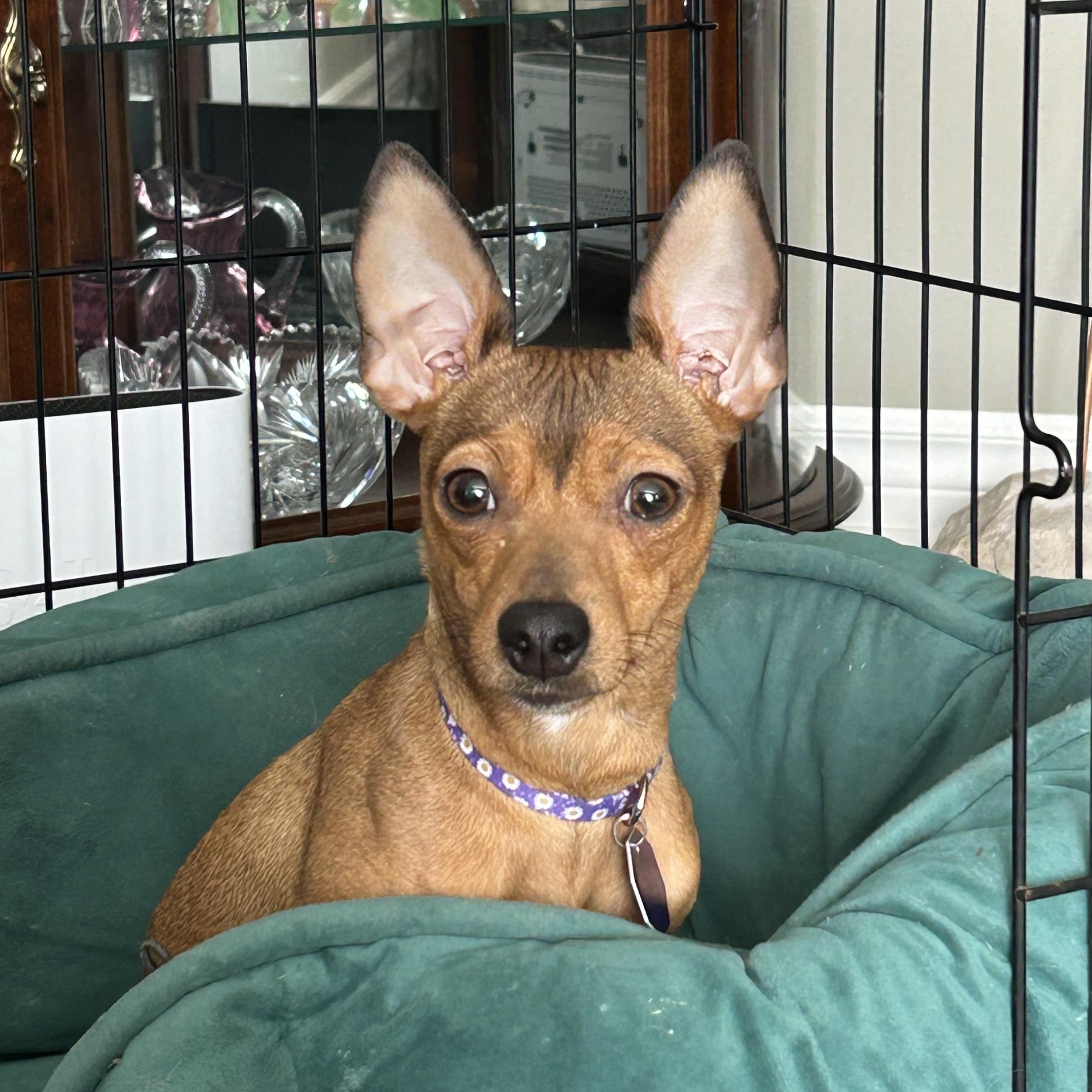 Pancake, ADOPTABLE, Young Female Rat Terrier.