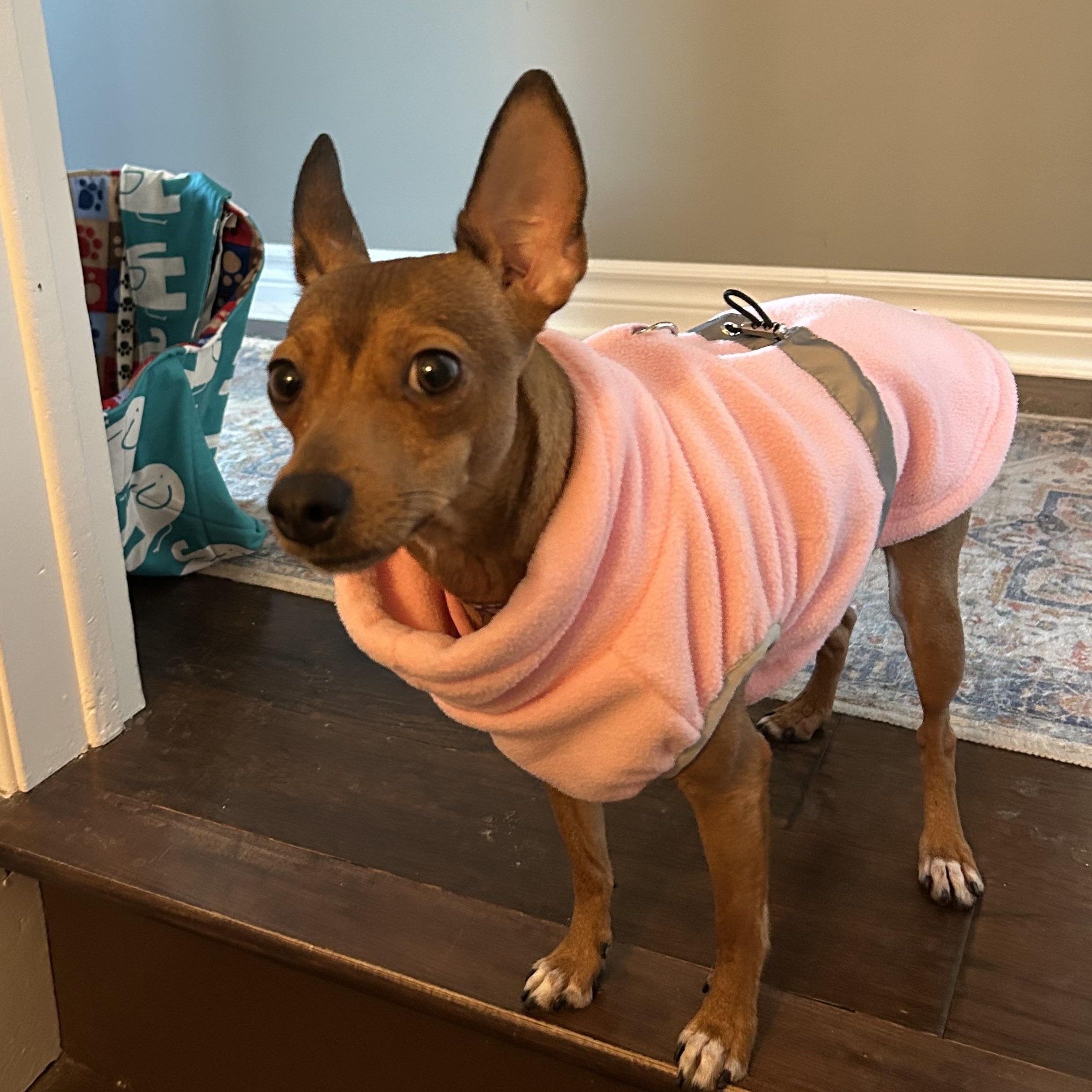 Enlarge Pancake, a ADOPTABLE Rat Terrier in Port Perry, ON image 2/6