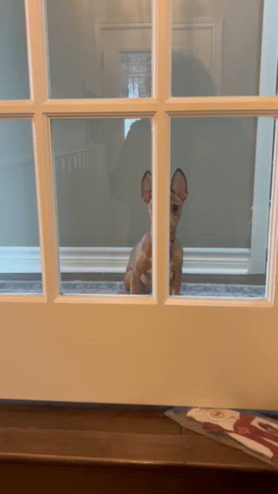 Enlarge Pancake, a ADOPTABLE Rat Terrier in Port Perry, ON video 4/6