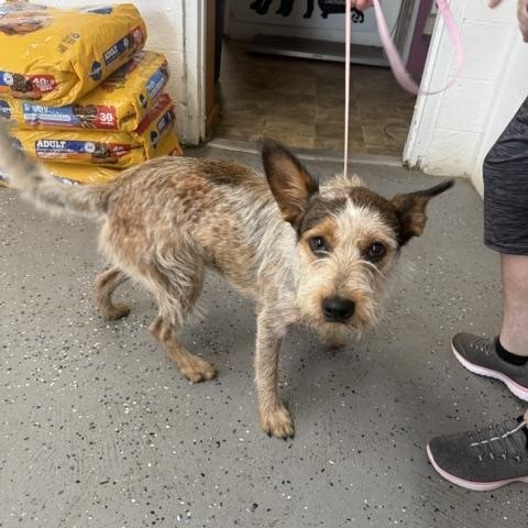 Georgia, ADOPTABLE, Adult Female Wire Fox Terrier.