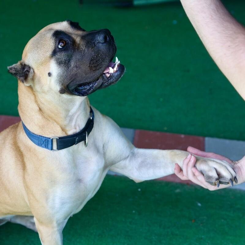 Enlarge Daphne (B), a Adoptable mixed breed in Roanoke, VA image 1/5