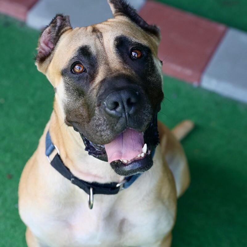 Enlarge Daphne (B), a Adoptable mixed breed in Roanoke, VA image 2/5