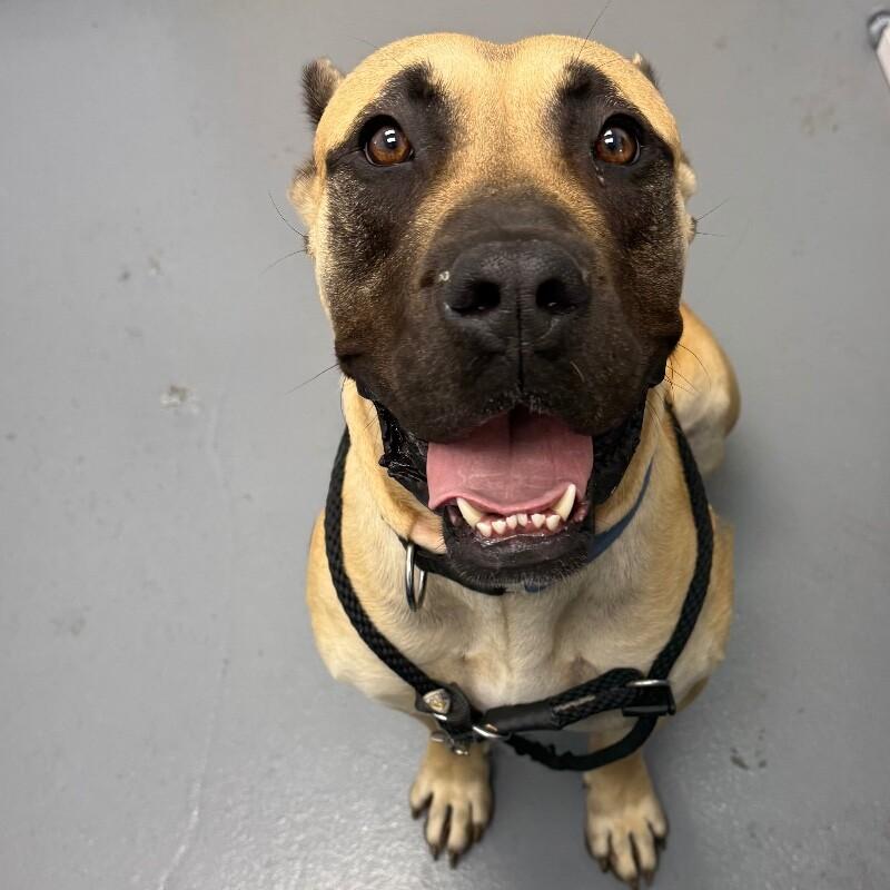 Enlarge Daphne (B), a Adoptable mixed breed in Roanoke, VA image 3/5