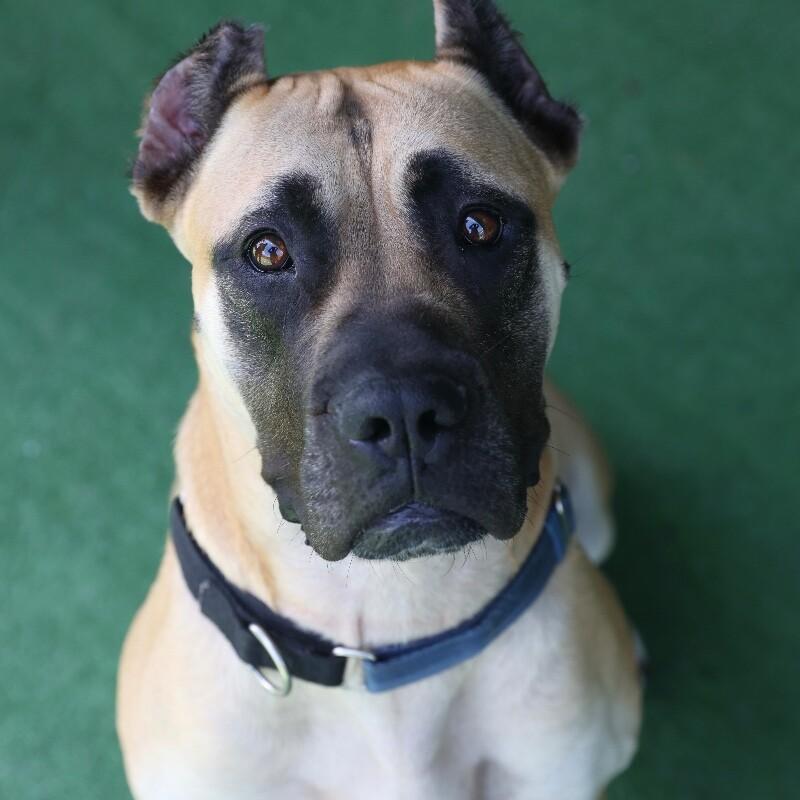 Enlarge Daphne (B), a Adoptable mixed breed in Roanoke, VA image 4/5