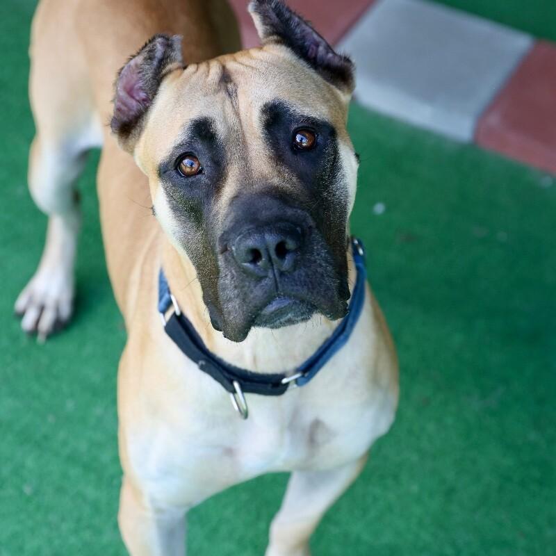 Enlarge Daphne (B), a Adoptable mixed breed in Roanoke, VA image 5/5