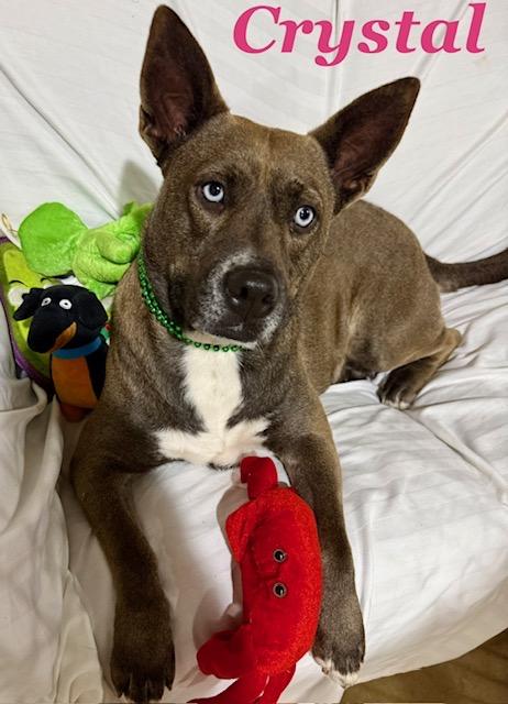 Crystal, a Adoptable mixed breed in Zimmerman, MN image 4/5