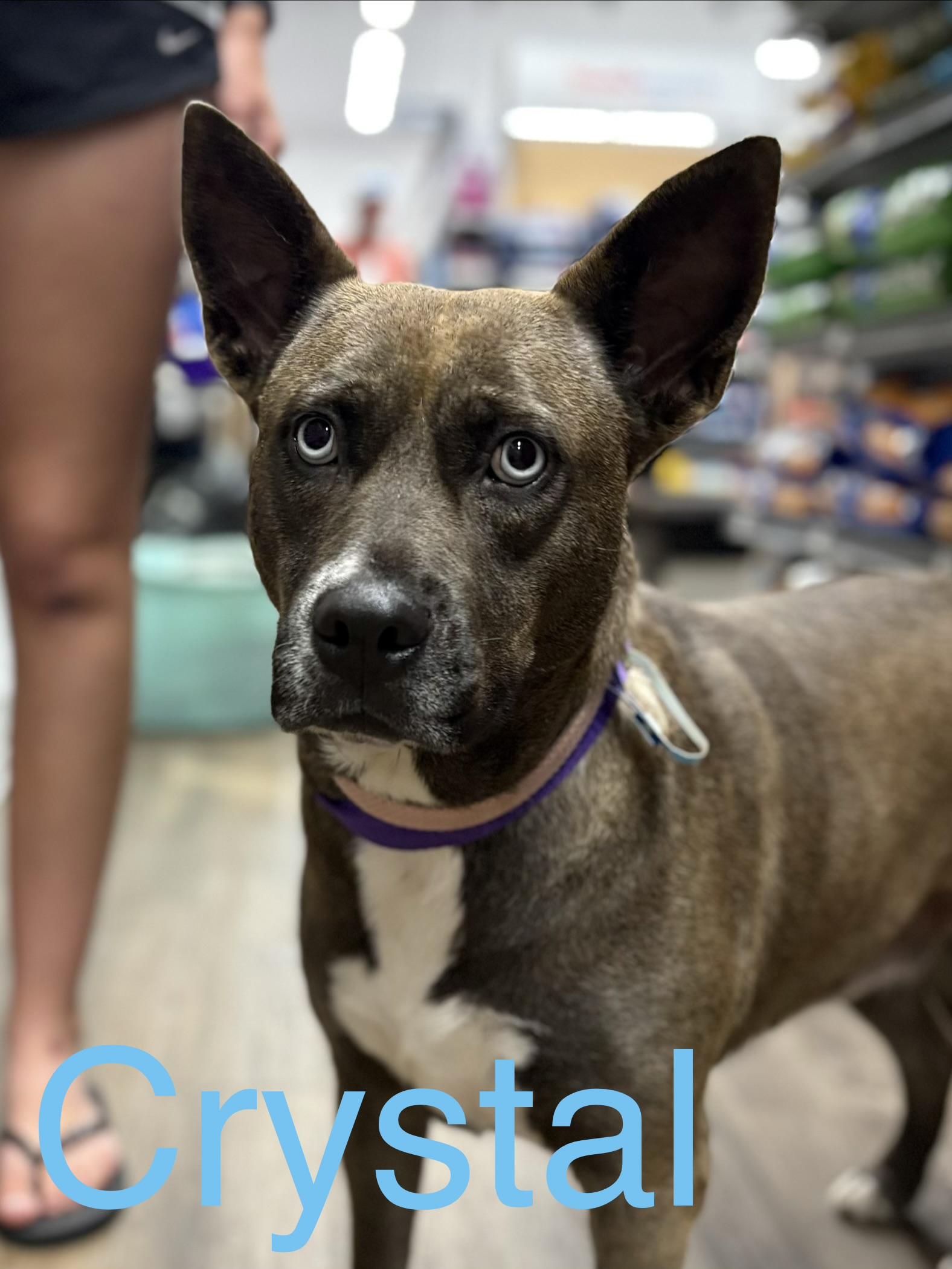Crystal, a Adoptable mixed breed in Zimmerman, MN image 2/5