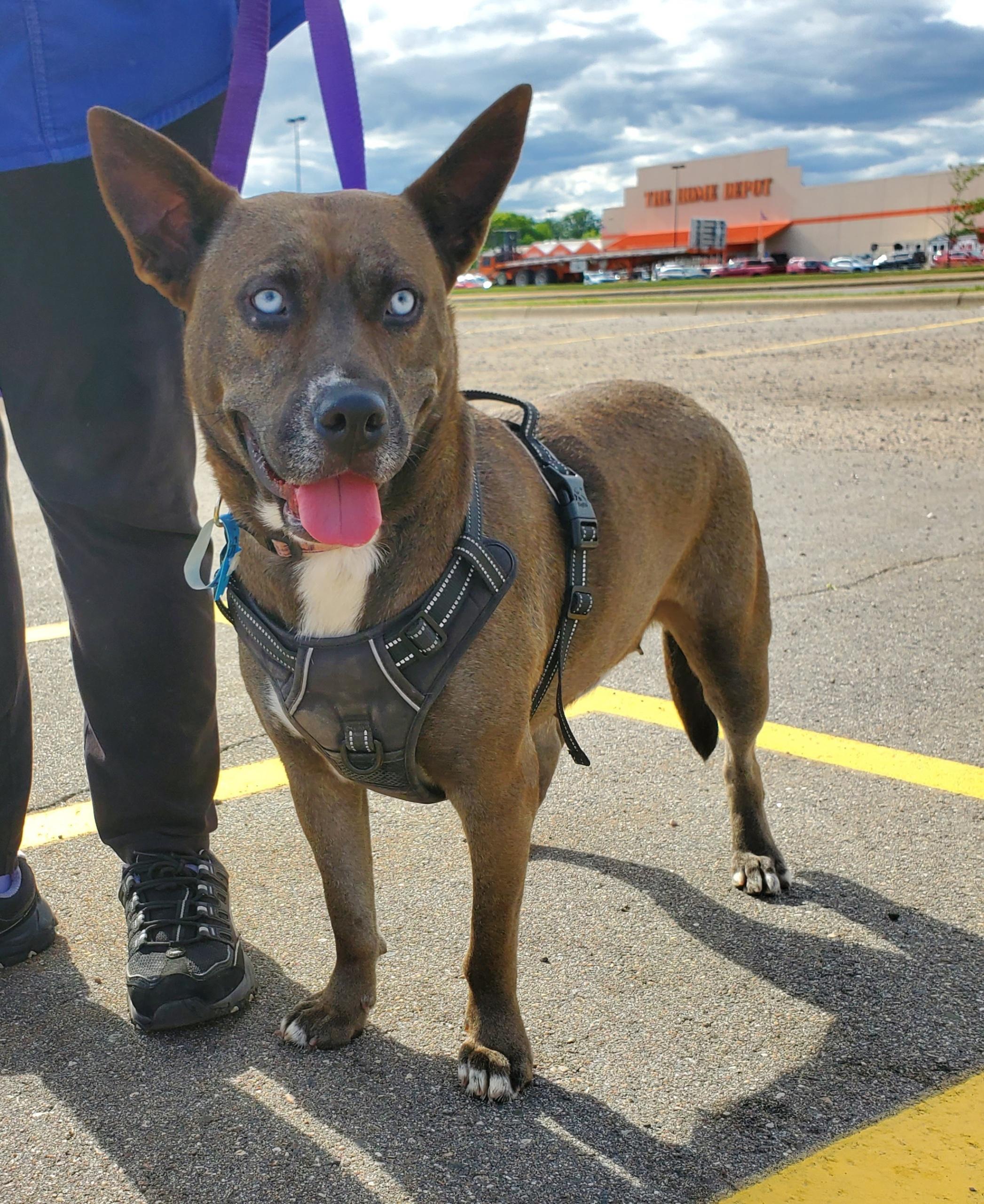 Crystal, a Adoptable mixed breed in Zimmerman, MN image 3/5