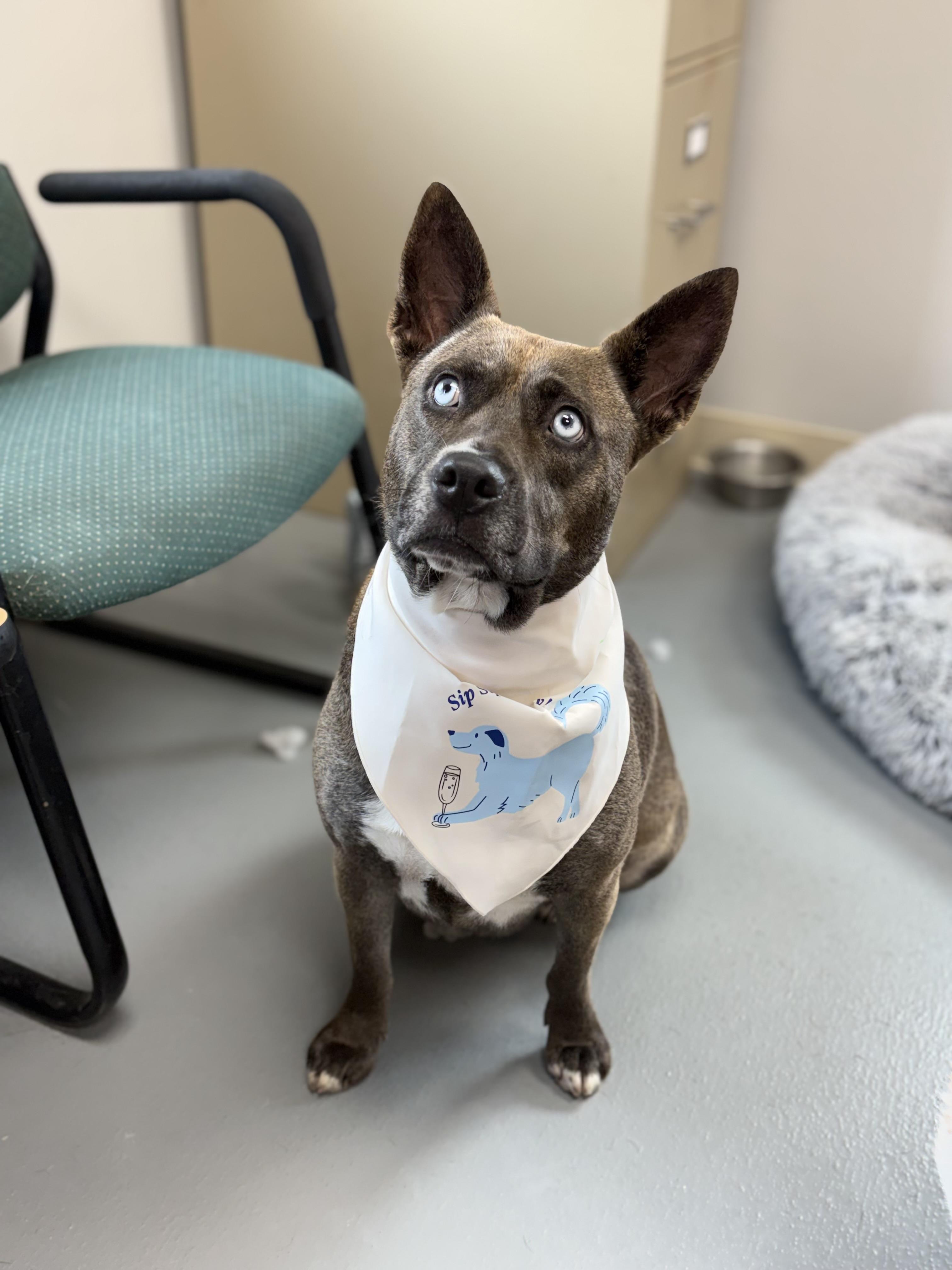 Crystal, a Adoptable mixed breed in Zimmerman, MN image 5/5