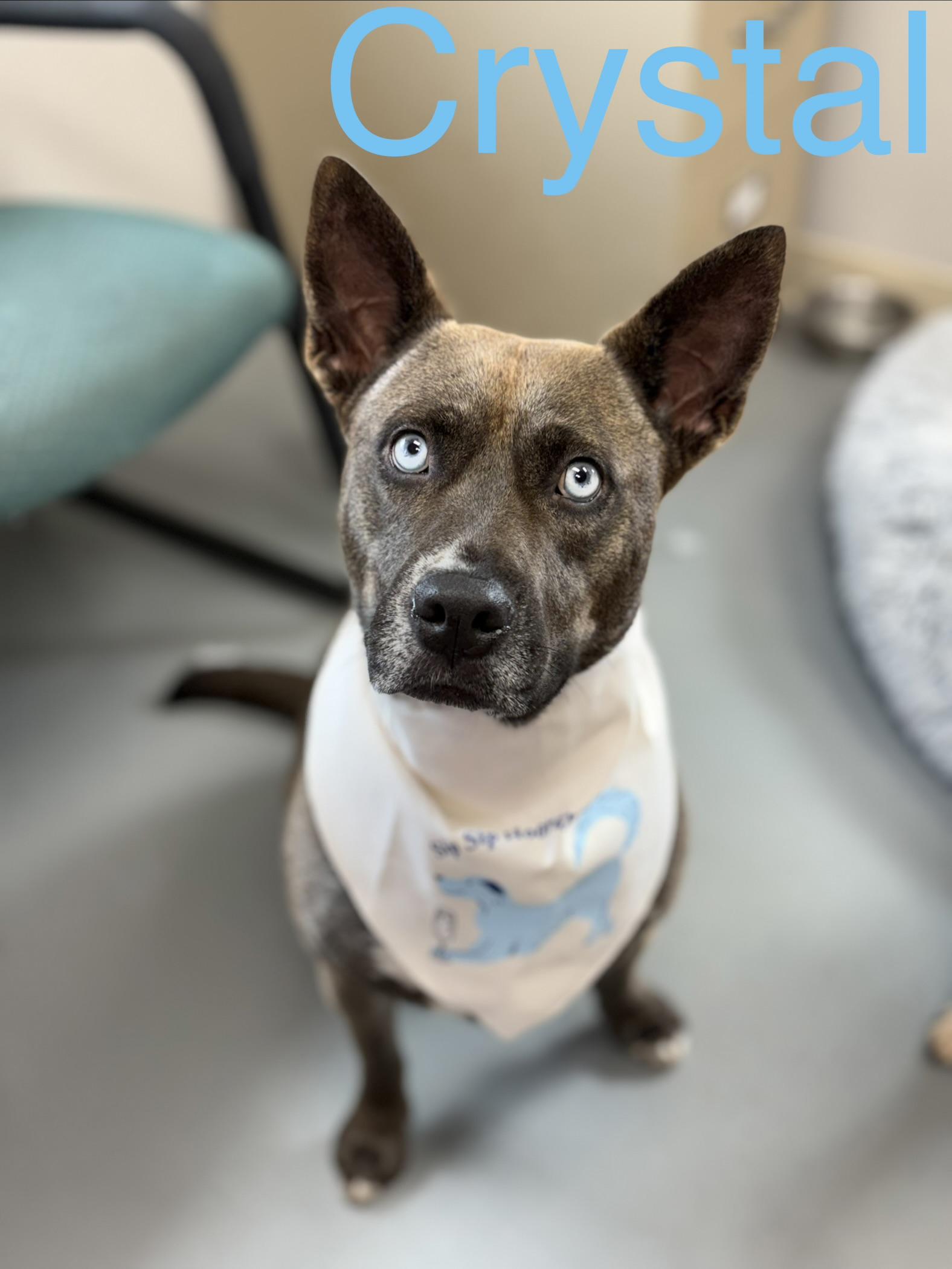 Crystal, a Adoptable mixed breed in Zimmerman, MN image 1/5