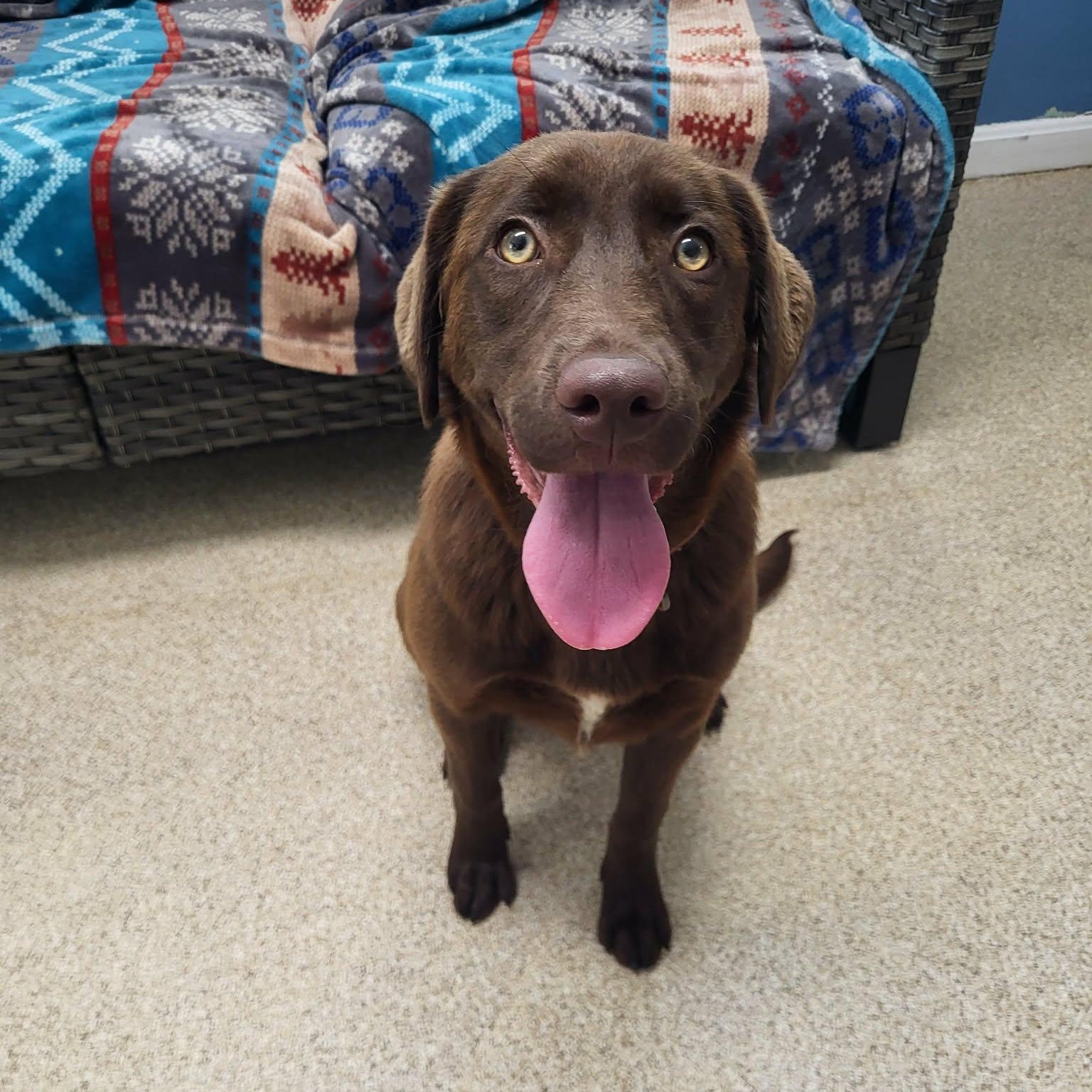 Cianna, an adopted mixed breed in Sunderland, MD image 3/4