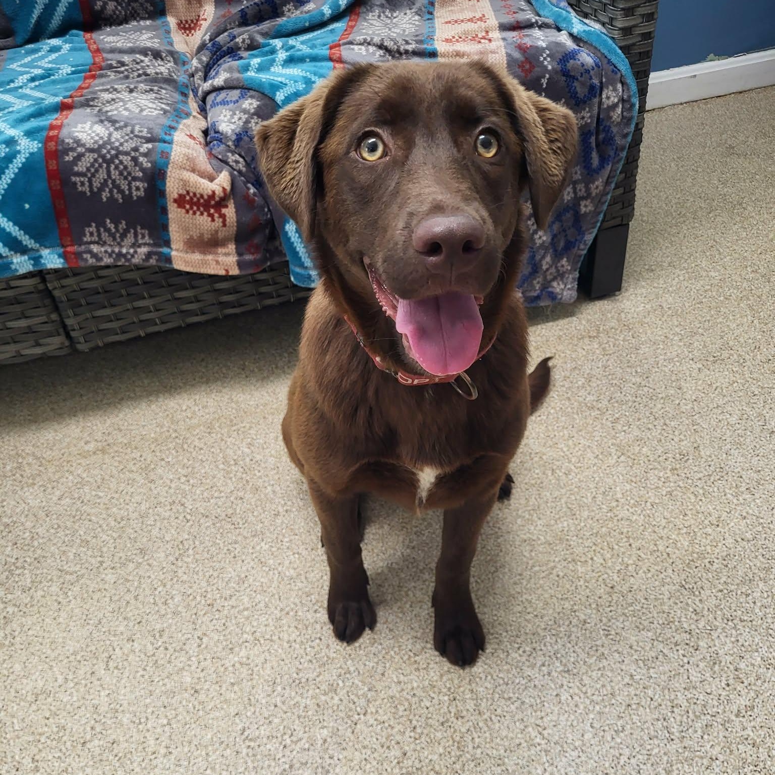 Cianna, adopted, Young Female Chocolate Labrador Retriever.