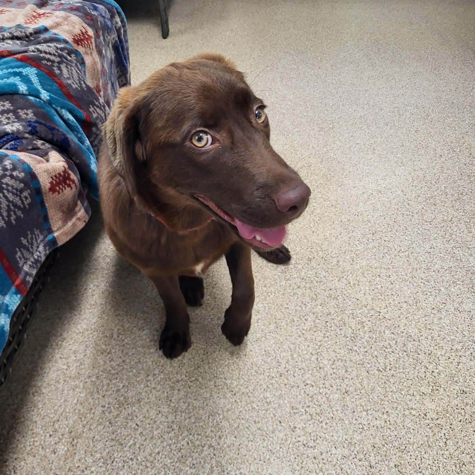 Cianna, an adopted mixed breed in Sunderland, MD image 4/4
