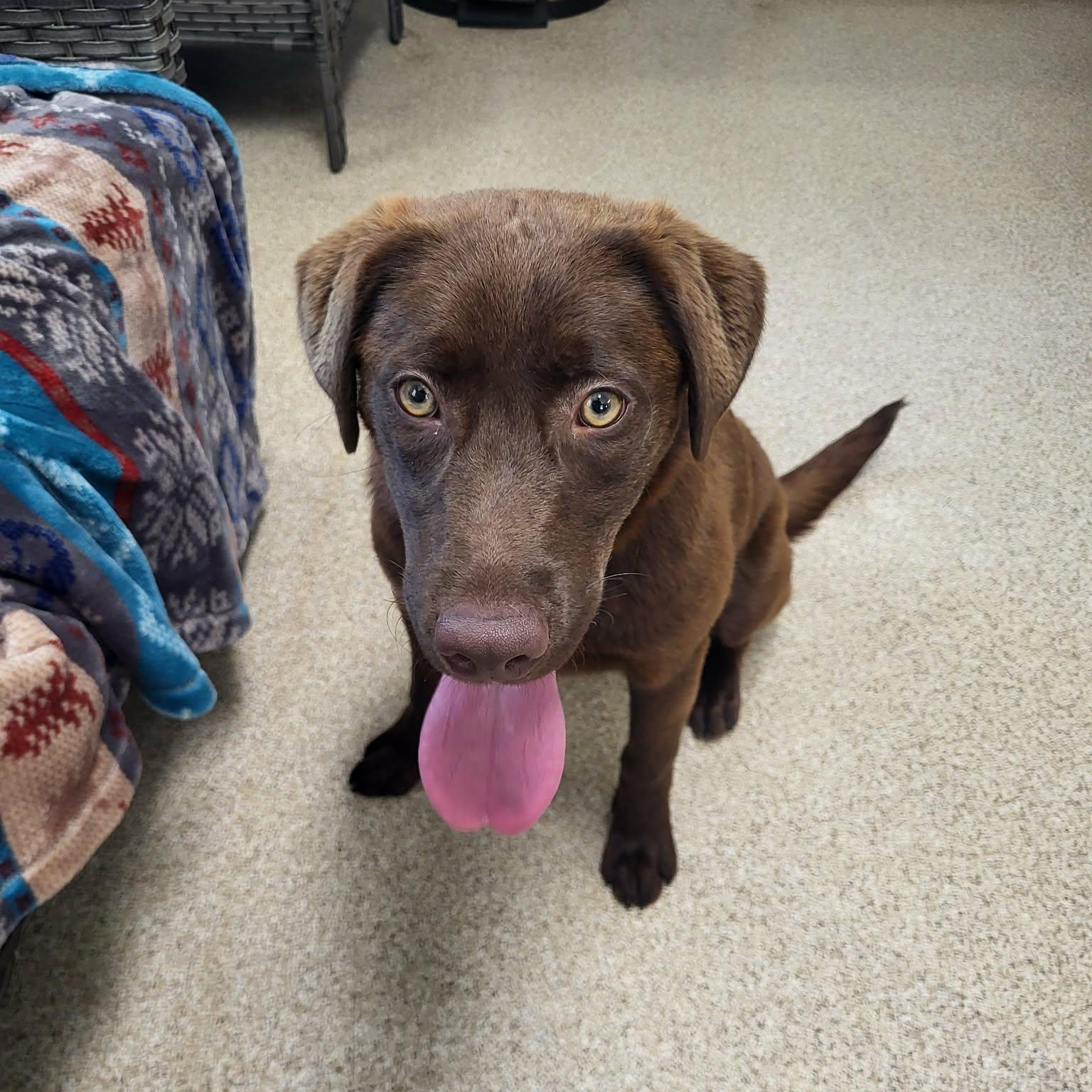 Cianna, an adopted mixed breed in Sunderland, MD image 2/4