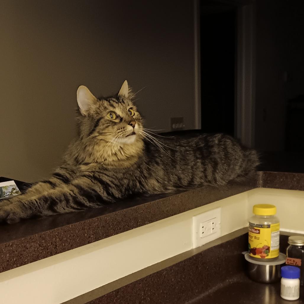 Enlarge Archie - Bonded to Reagan, a Adoptable Domestic Long Hair in Middleton, WI image 1/5
