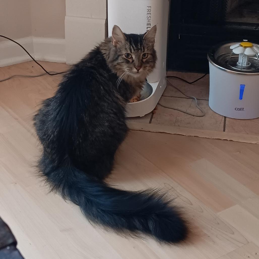 Enlarge Archie - Bonded to Reagan, a Adoptable Domestic Long Hair in Middleton, WI image 2/5