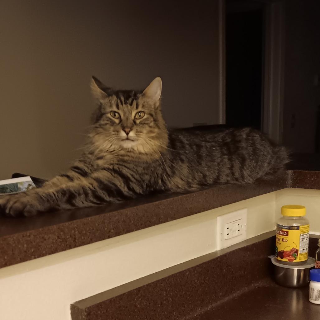 Enlarge Archie - Bonded to Reagan, a Adoptable Domestic Long Hair in Middleton, WI image 3/5