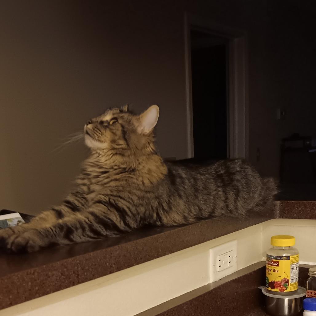 Enlarge Archie - Bonded to Reagan, a Adoptable Domestic Long Hair in Middleton, WI image 4/5
