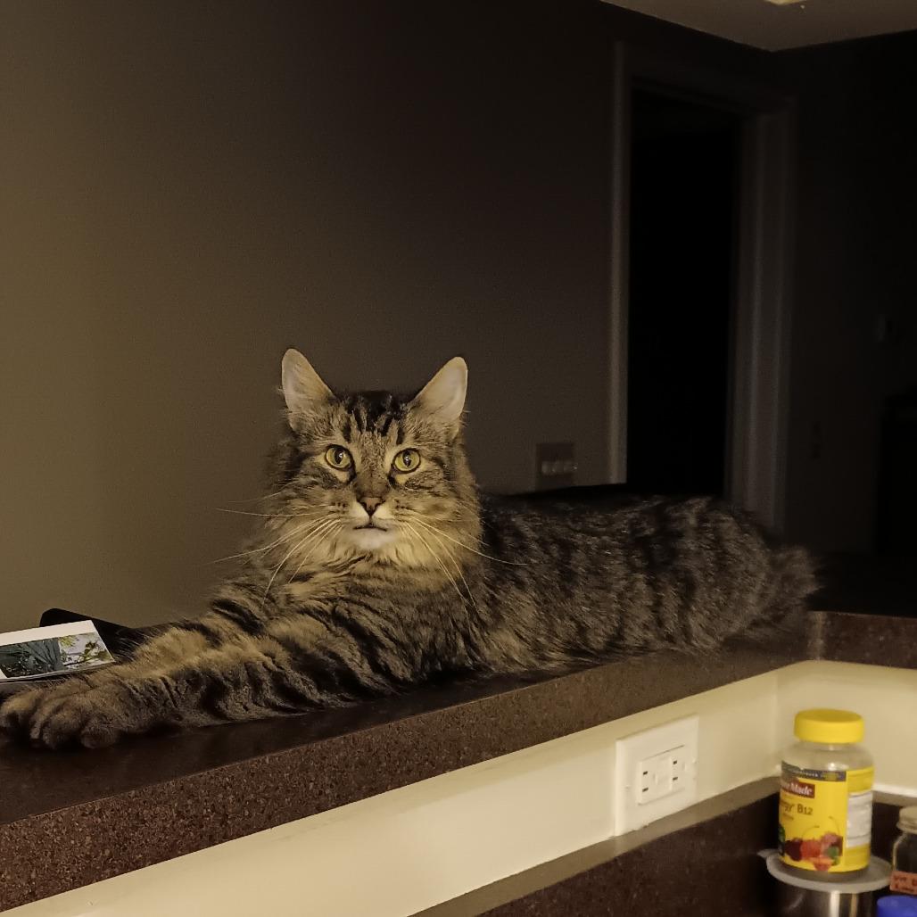 Enlarge Archie - Bonded to Reagan, a Adoptable Domestic Long Hair in Middleton, WI image 5/5