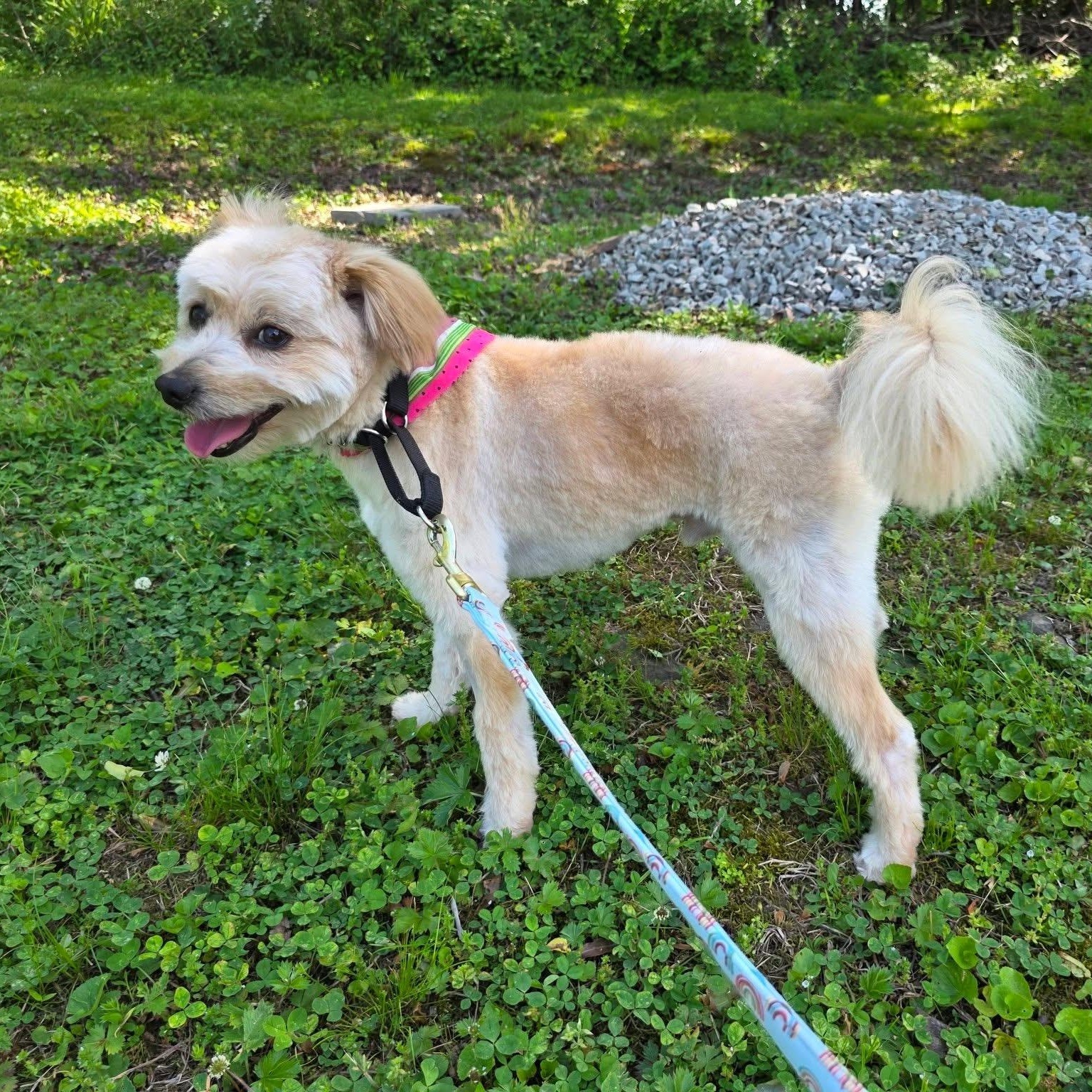 Enlarge Lester, an adopted mixed breed in Greensburg, PA image 3/6