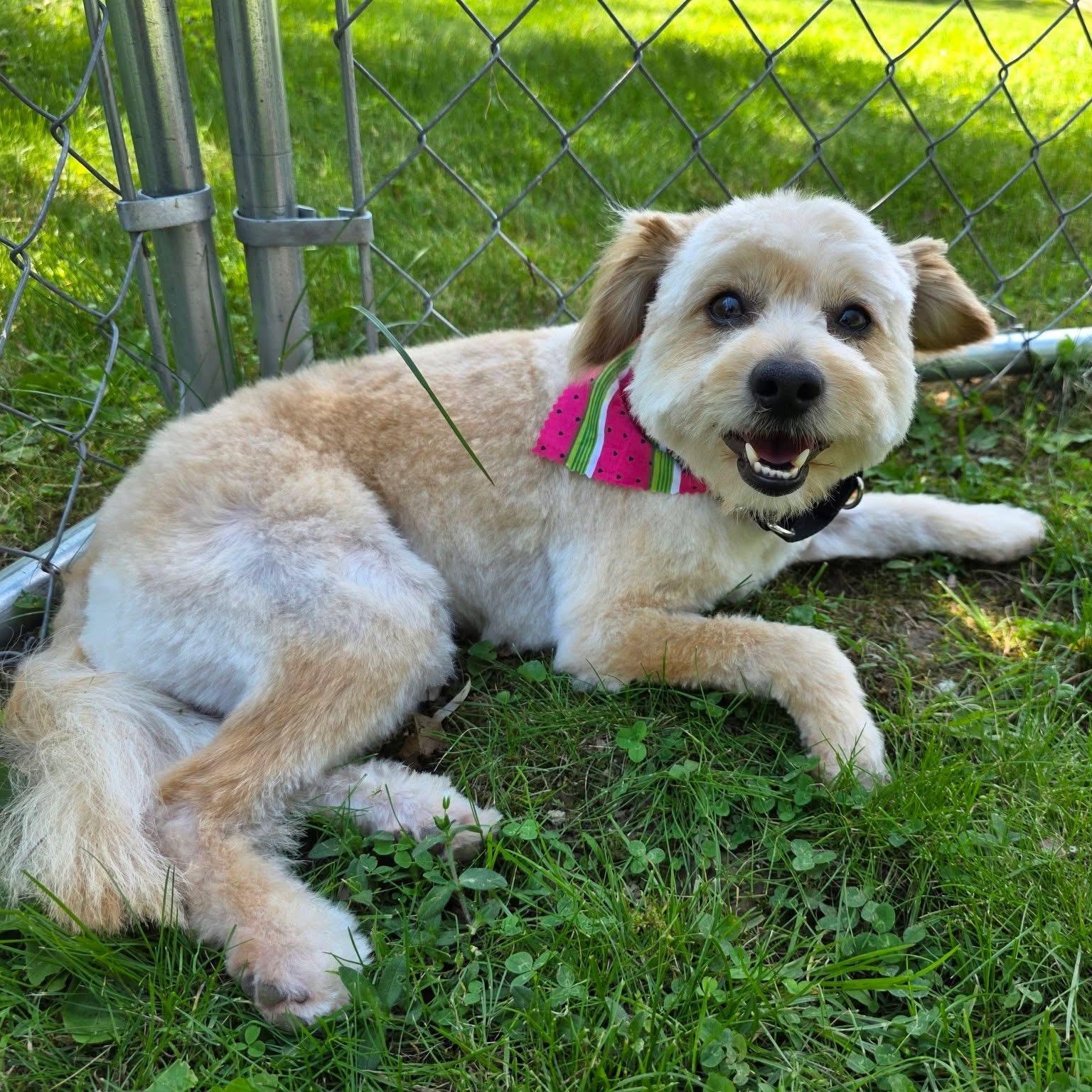 Enlarge Lester, an adopted mixed breed in Greensburg, PA image 5/6