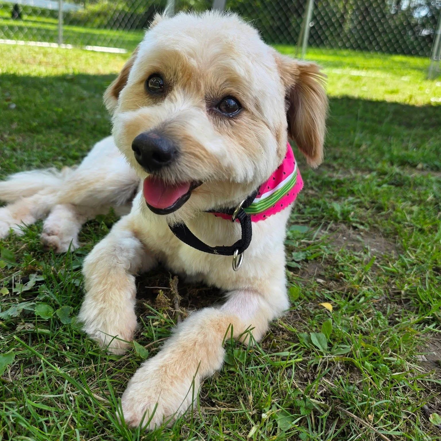 Enlarge Lester, an adopted mixed breed in Greensburg, PA image 1/6