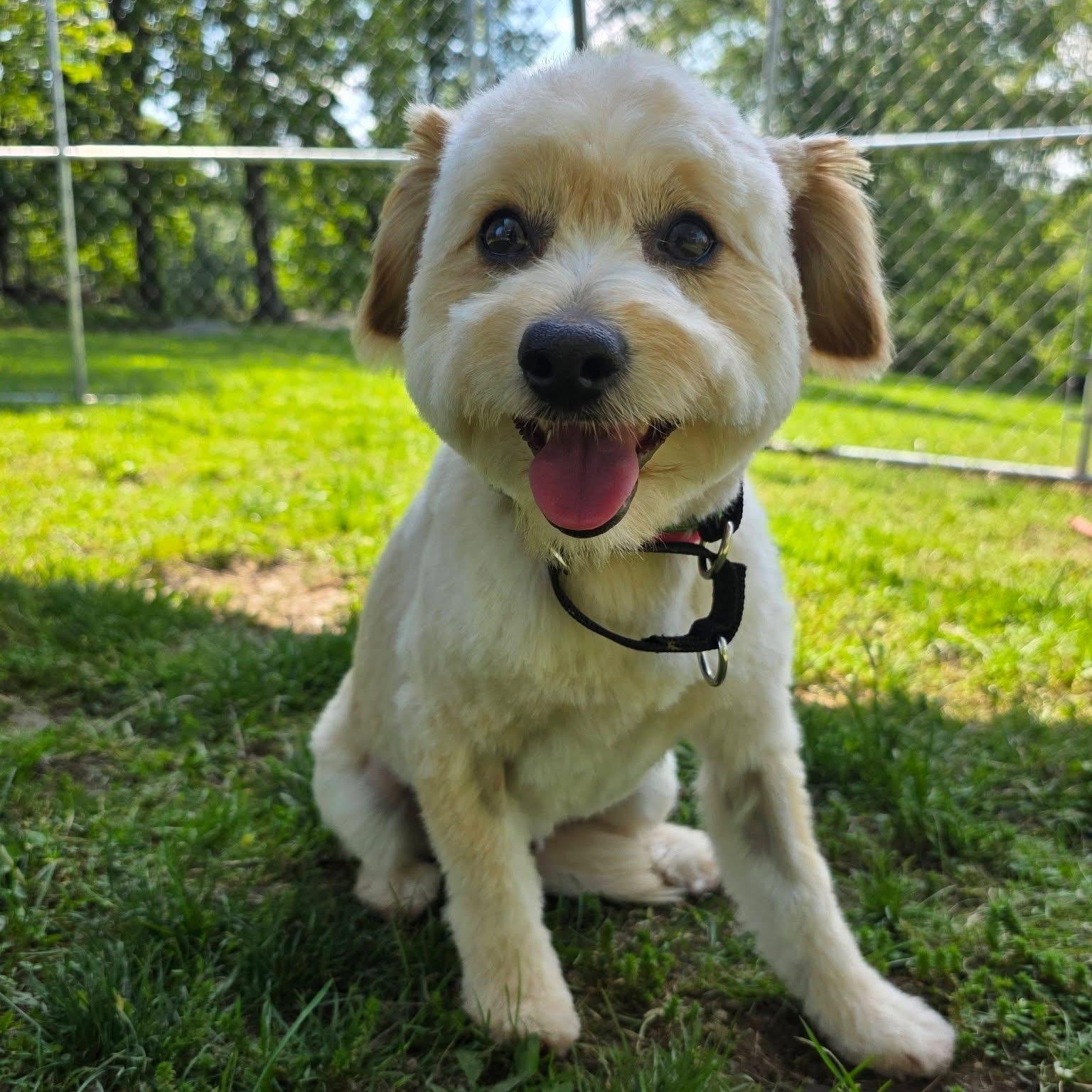 Enlarge Lester, an adopted mixed breed in Greensburg, PA image 2/6