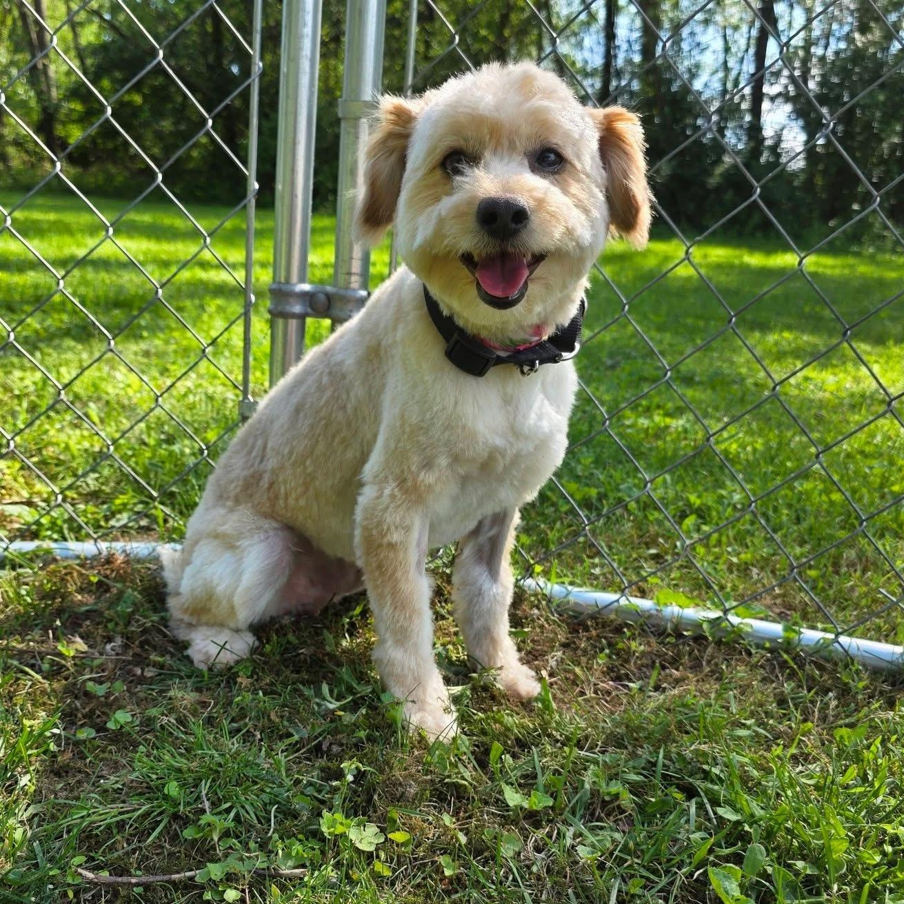 Enlarge Lester, an adopted mixed breed in Greensburg, PA image 4/6