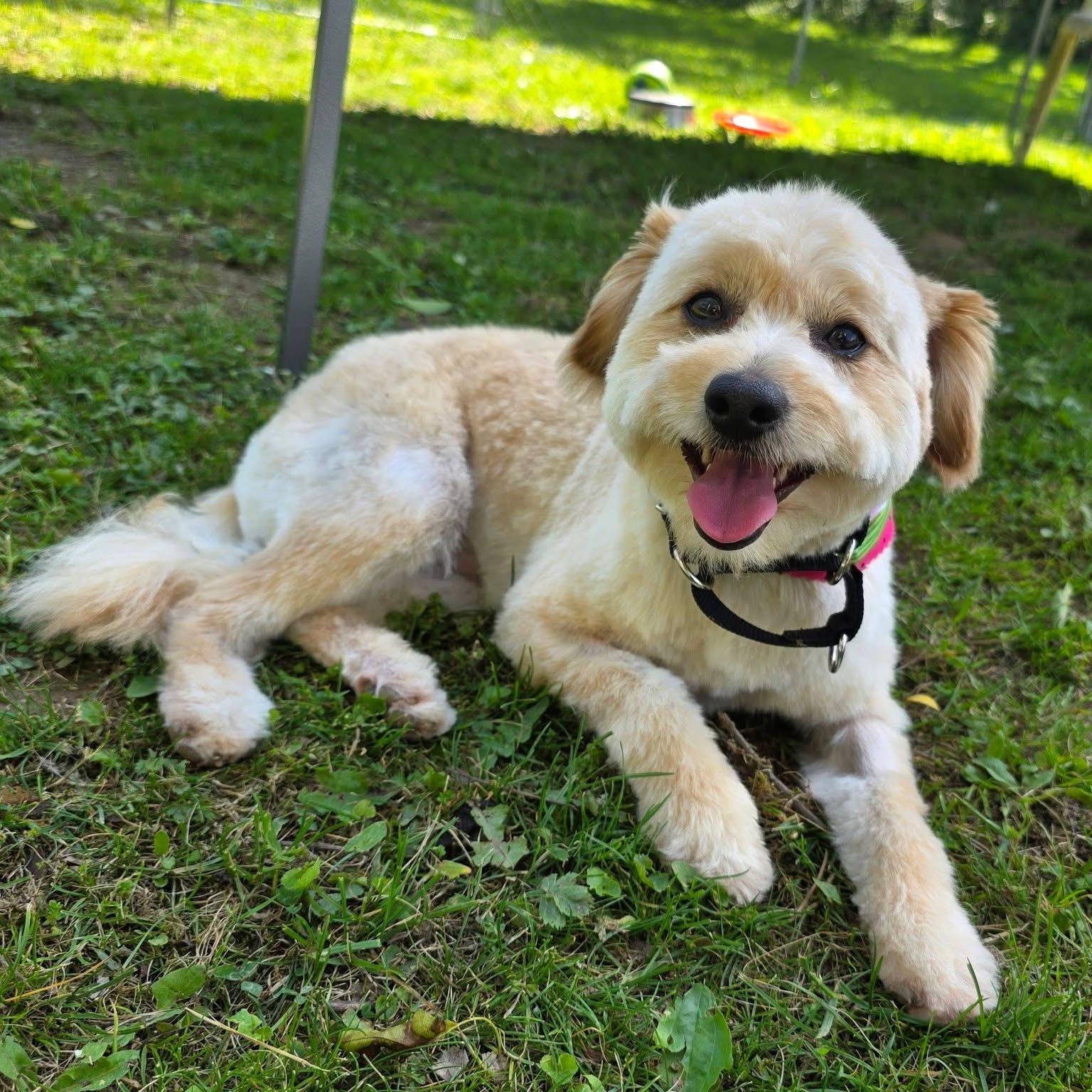 Enlarge Lester, an adopted mixed breed in Greensburg, PA image 6/6