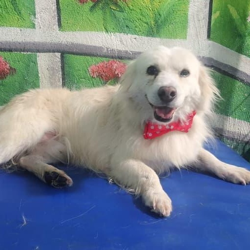 Mr. Fluffy Leon, a Adoptable mixed breed in toronto, ON image 5/5